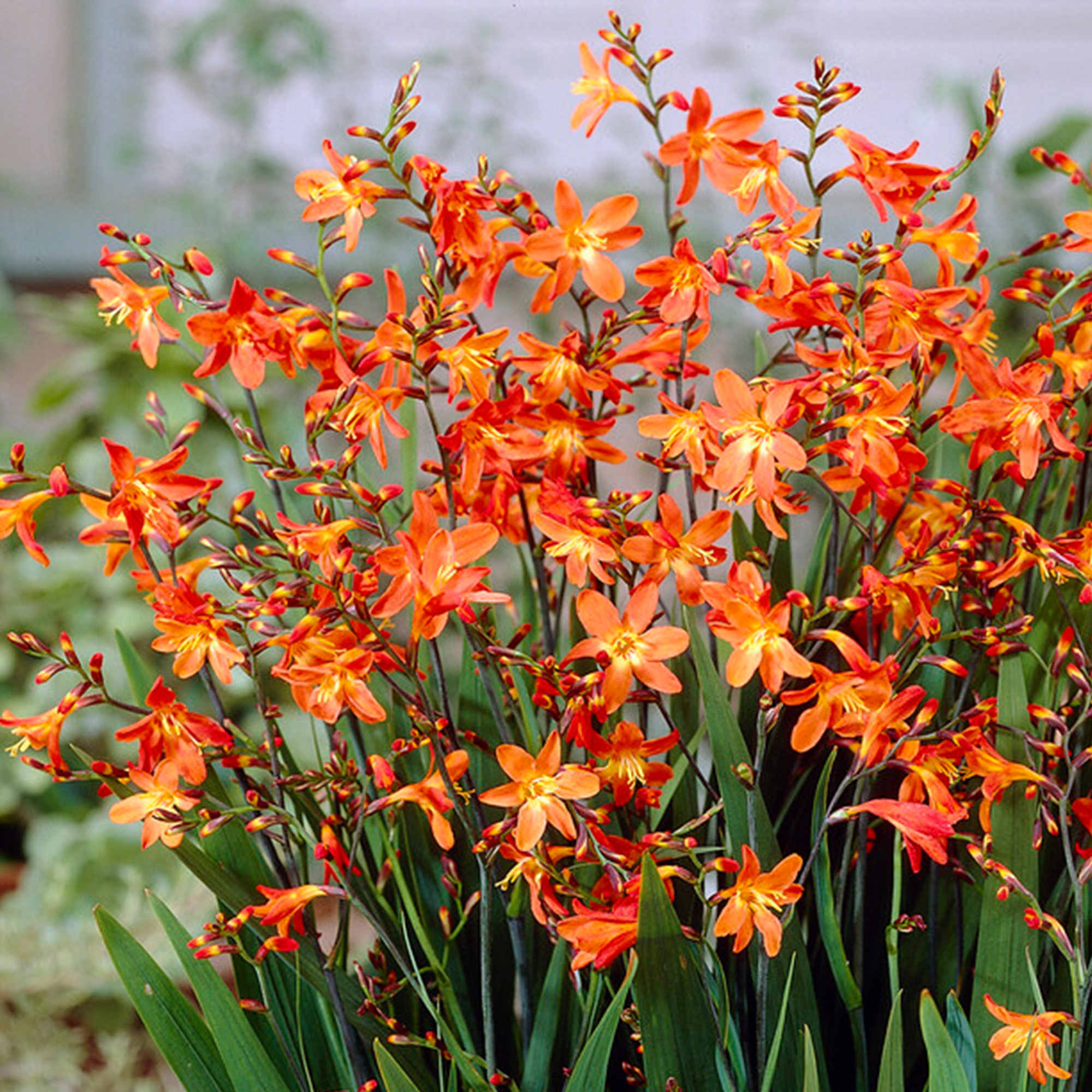 Crocosmia Carmine Brilliant Outdoor Plant Herbaceous Montbretia Garden Perennial - Picture 8 of 18
