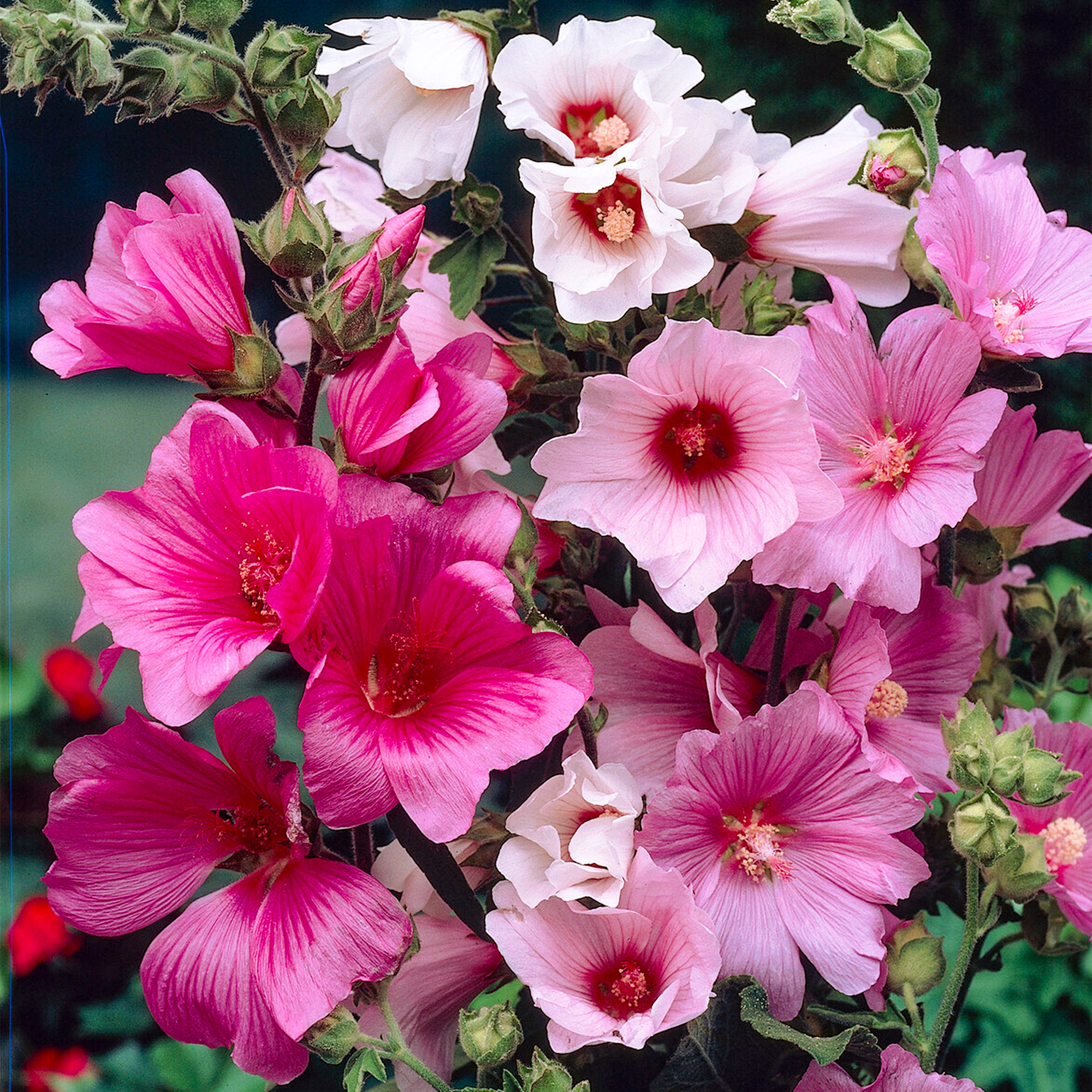 3 x Lavatera Plants in Plant Pots Mixed Garden Semi-Evergreen Flowering Shrubs - Picture 7 of 12