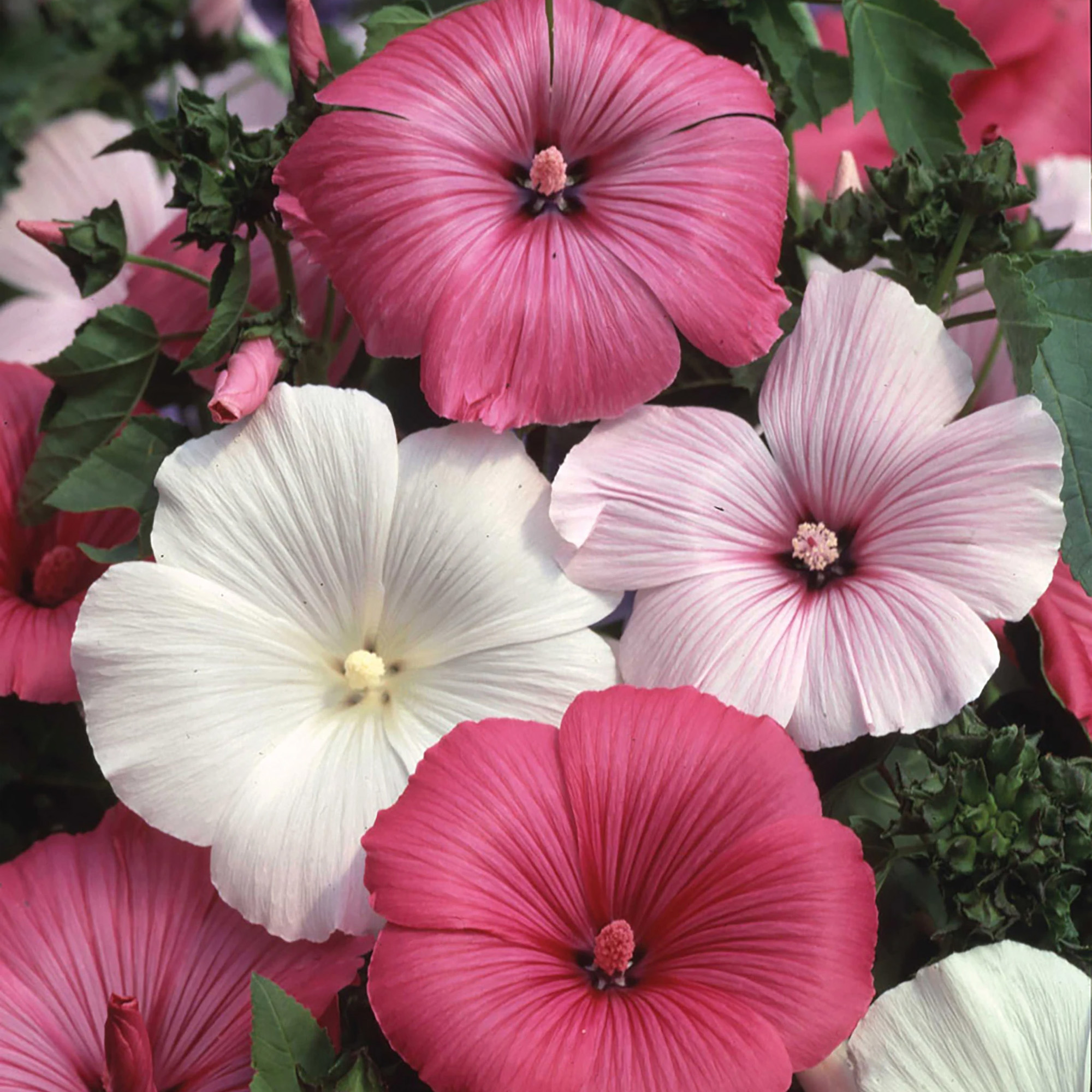 3 x Lavatera Plants in Plant Pots Mixed Garden Semi-Evergreen Flowering Shrubs - Picture 8 of 12