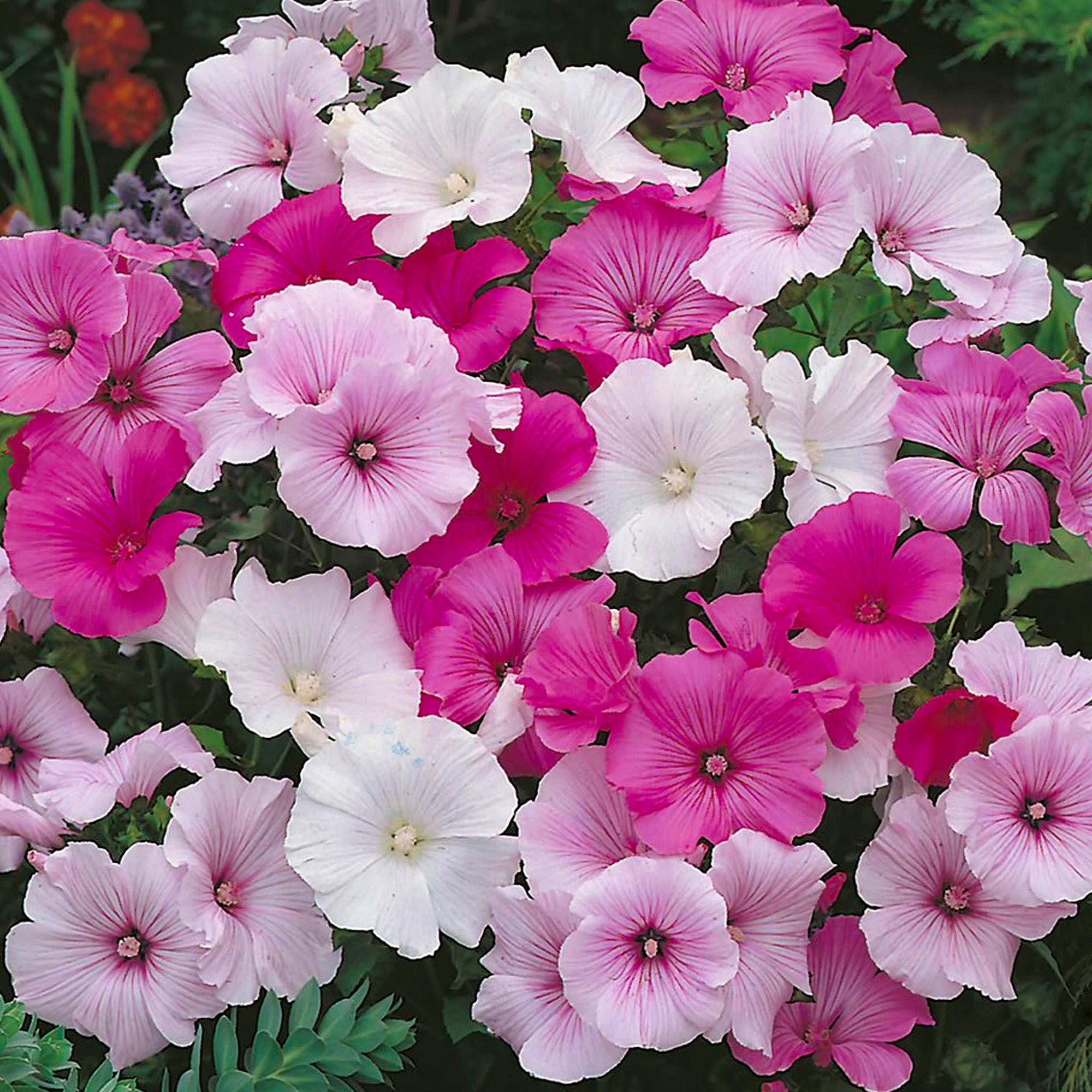 3 x Lavatera Plants in Plant Pots Mixed Garden Semi-Evergreen Flowering Shrubs - Picture 9 of 12