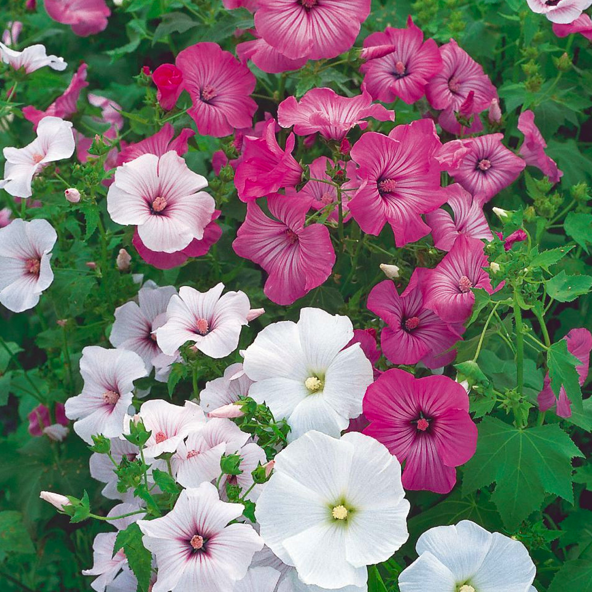 3 x Lavatera Plants in Plant Pots Mixed Garden Semi-Evergreen Flowering Shrubs - Picture 10 of 12
