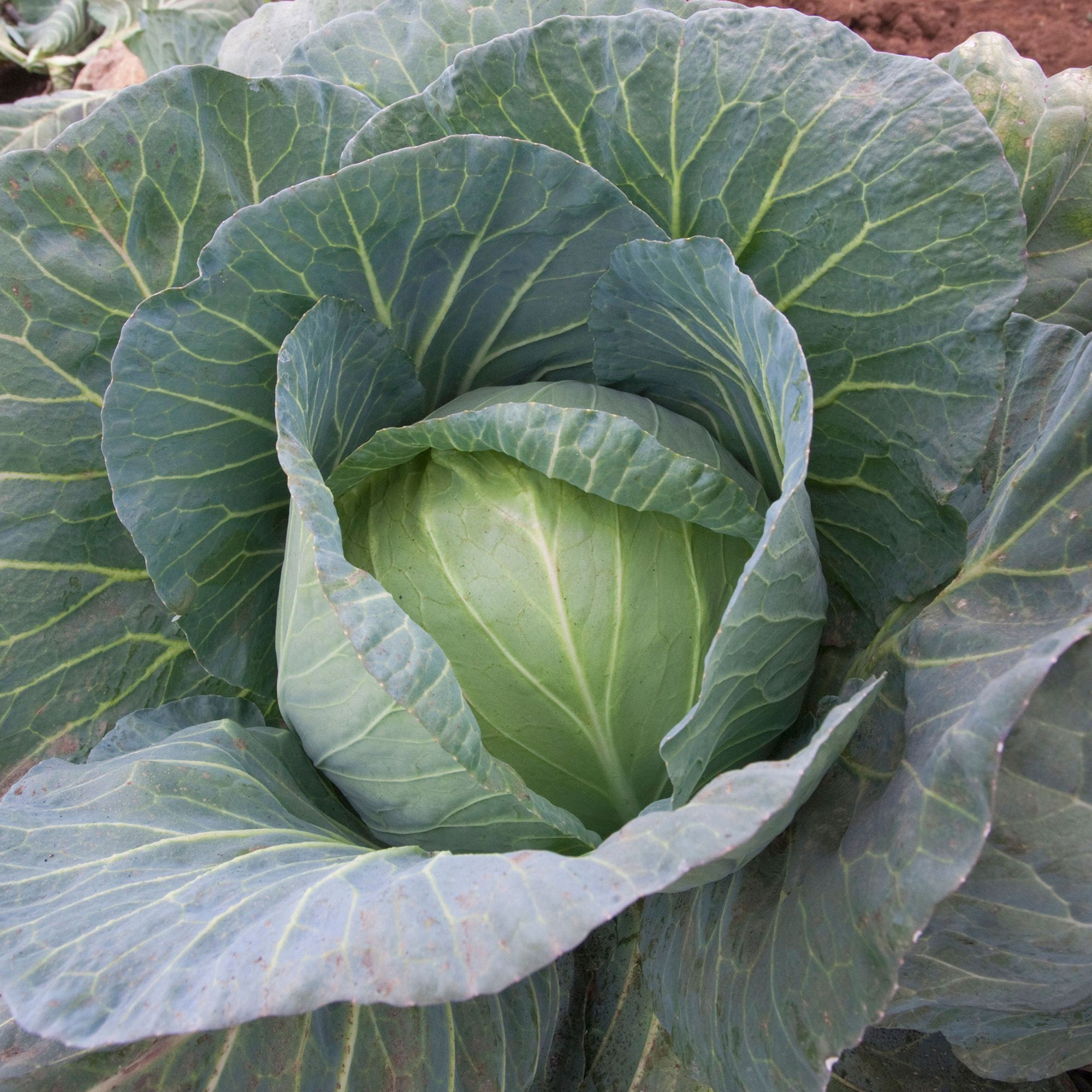 Round Cabbage Plant | Outdoor Kitchen Garden Leafy Vegetables - Picture 7 of 12