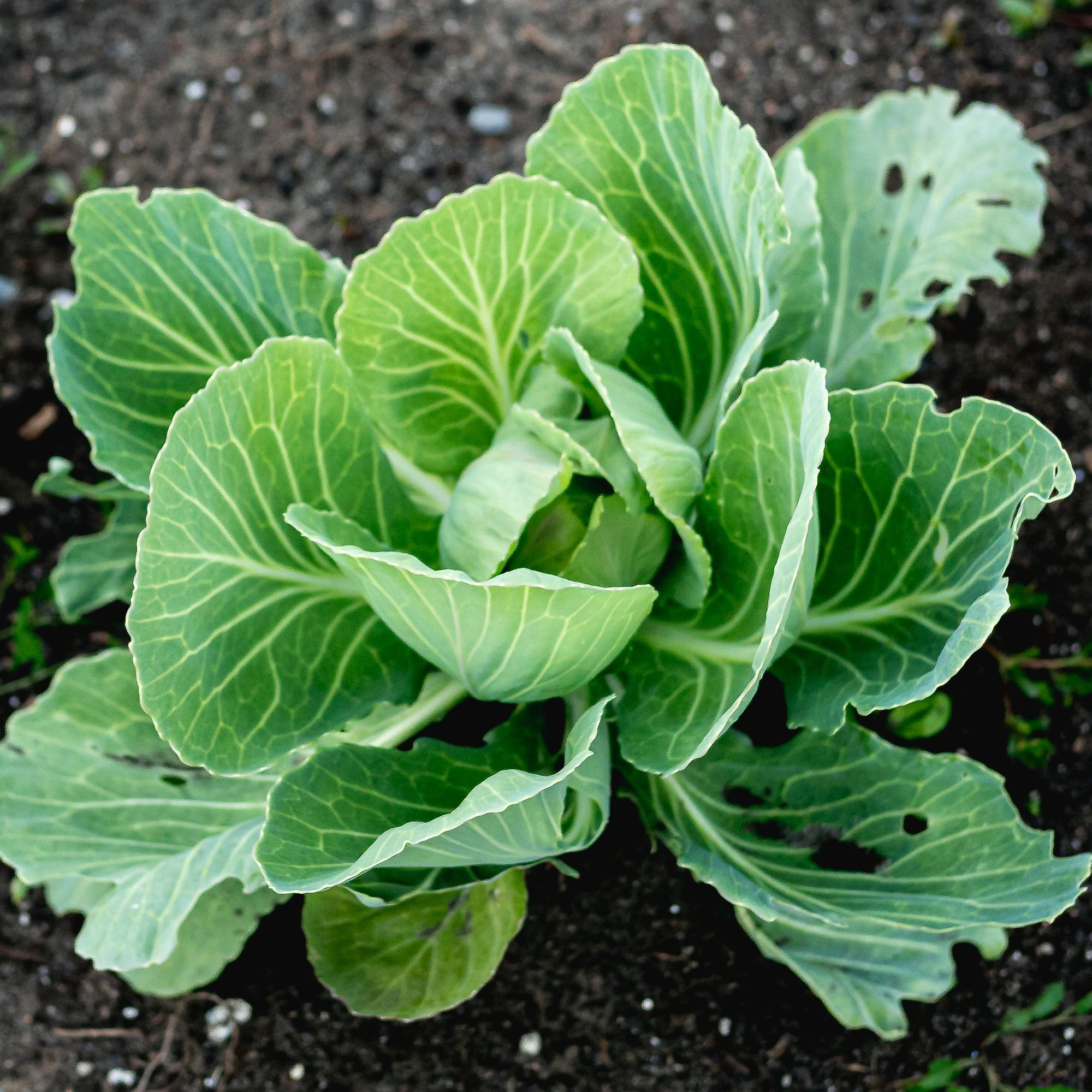 Round Cabbage Plant | Outdoor Kitchen Garden Leafy Vegetables - Picture 9 of 12