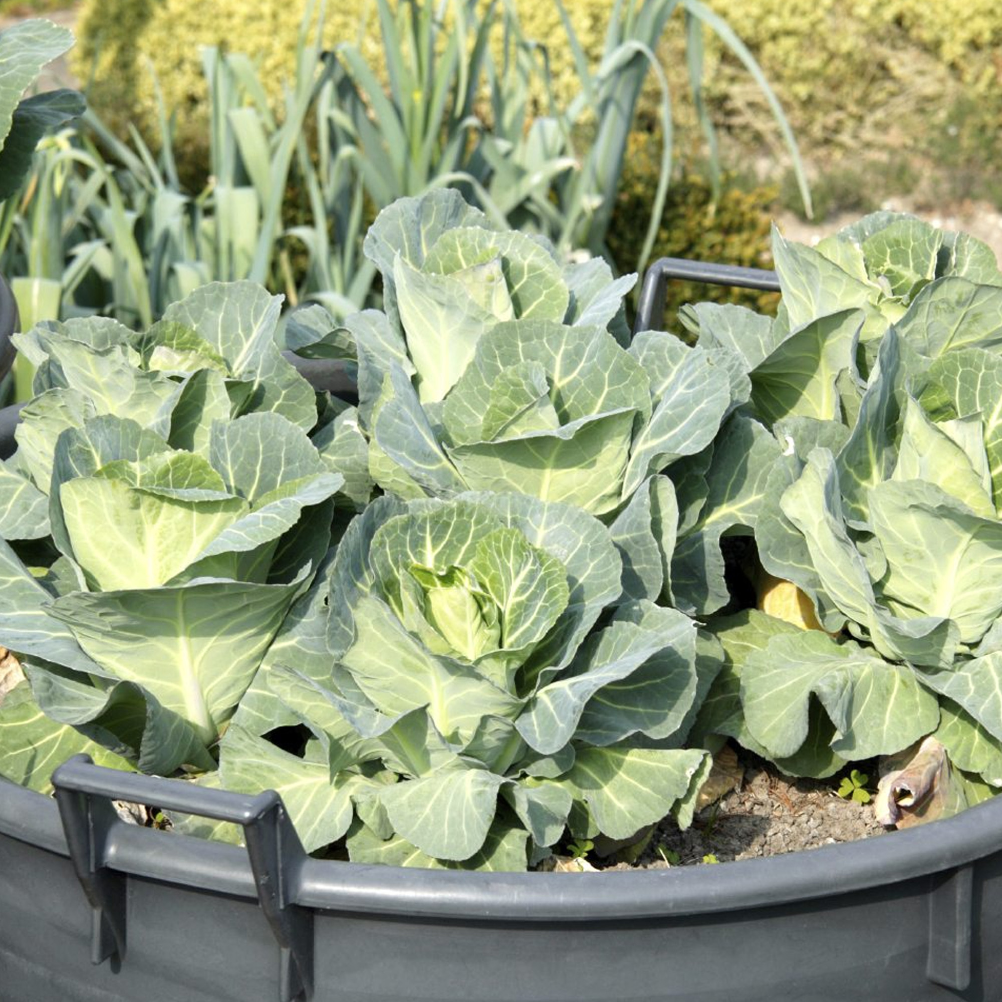 Round Cabbage Plant | Outdoor Kitchen Garden Leafy Vegetables - Picture 11 of 12