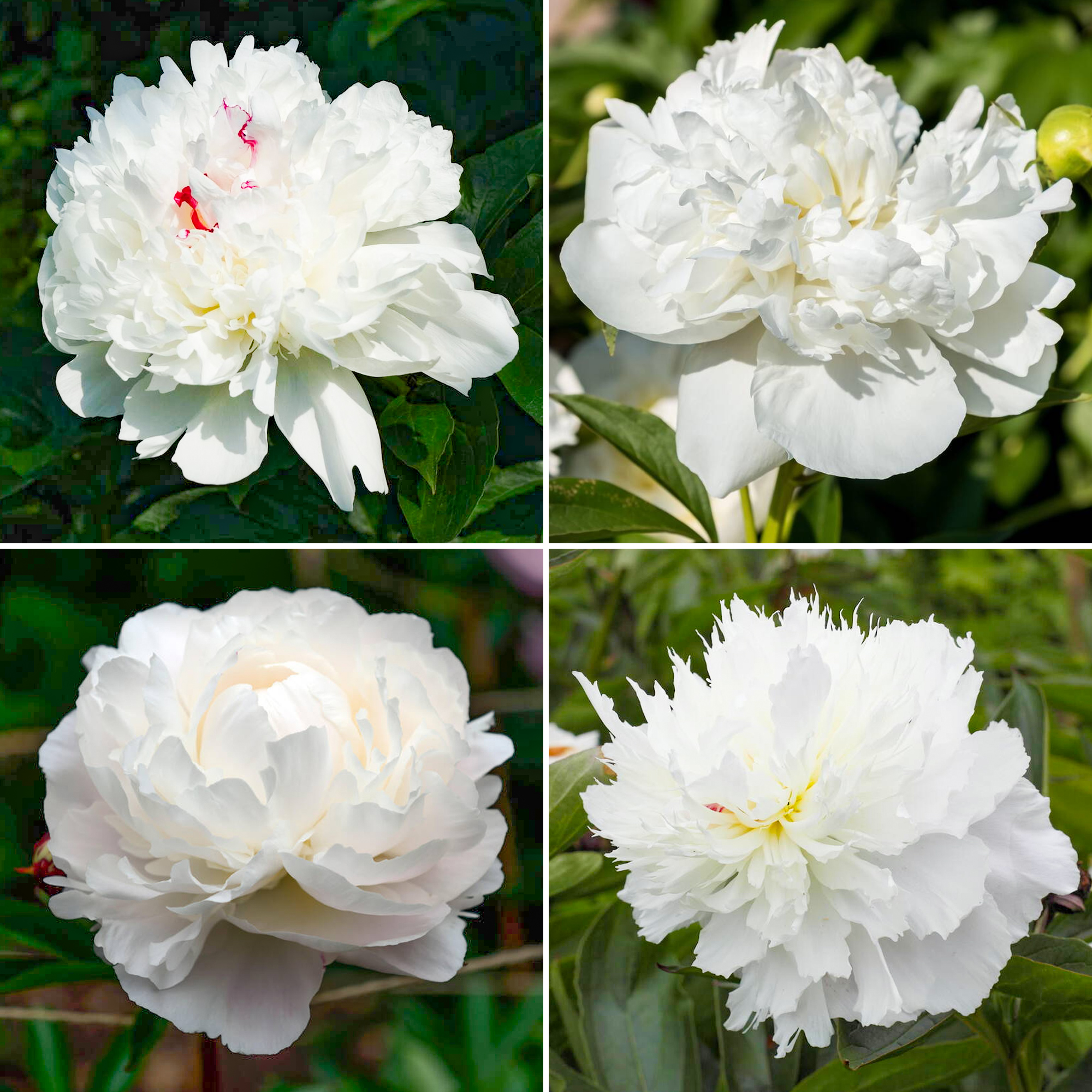 Peony Plants Double Red Pink White Flowers Summer Garden Perennial 2L Pot