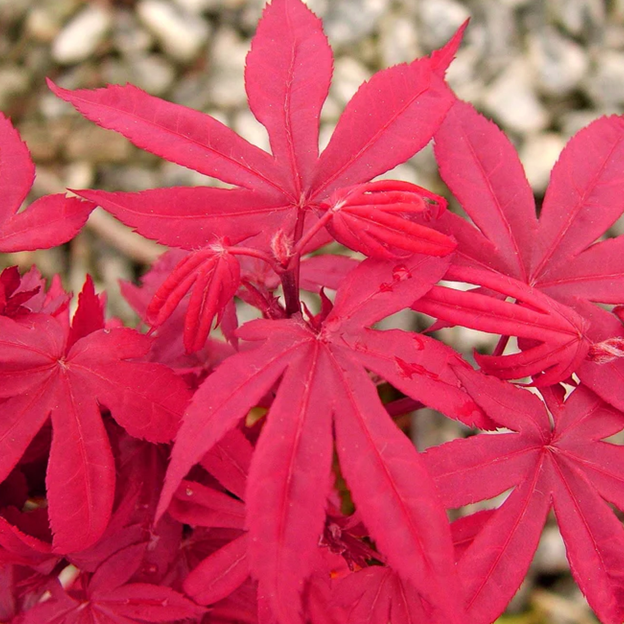 Acer palmatum Twomblys Red Sentinel Japanese Maple Large Garden Ready Pot Tree - Picture 7 of 12