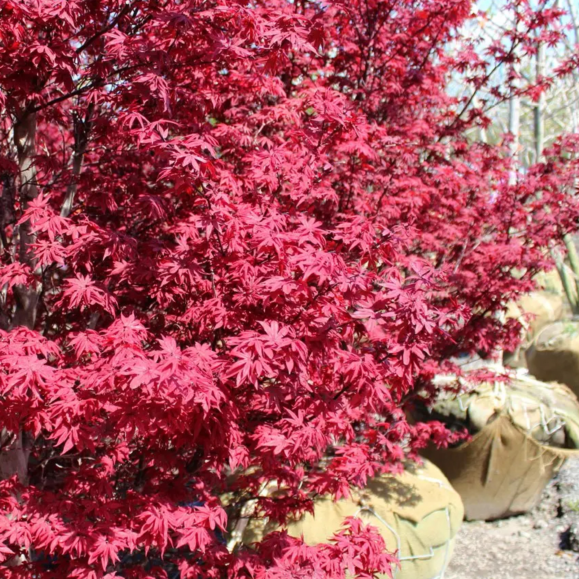 Acer palmatum Twomblys Red Sentinel Japanese Maple Large Garden Ready Pot Tree - Picture 8 of 12