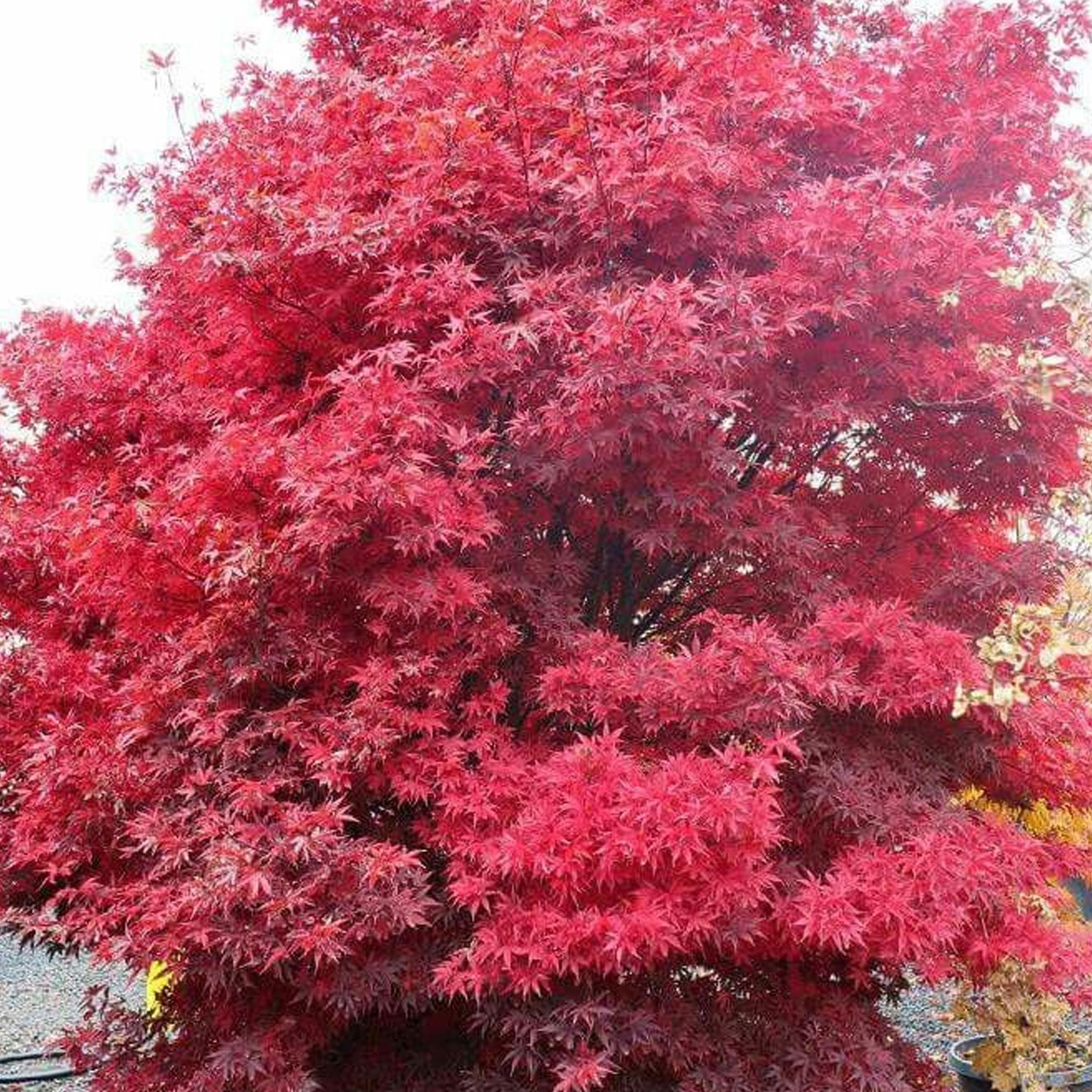 Acer palmatum Twomblys Red Sentinel Japanese Maple Large Garden Ready Pot Tree - Picture 9 of 12