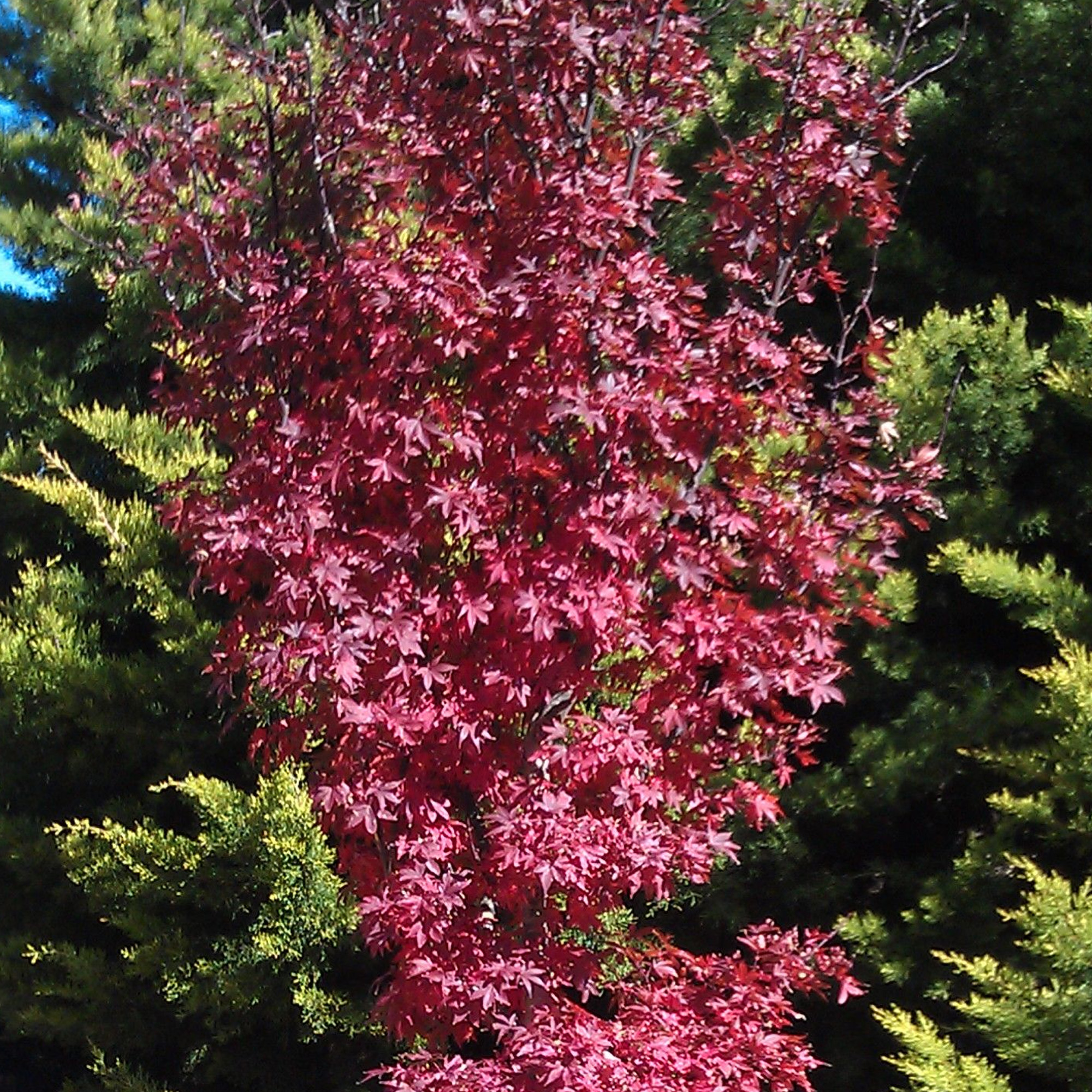 Acer palmatum Twomblys Red Sentinel Japanese Maple Large Garden Ready Pot Tree - Picture 10 of 12