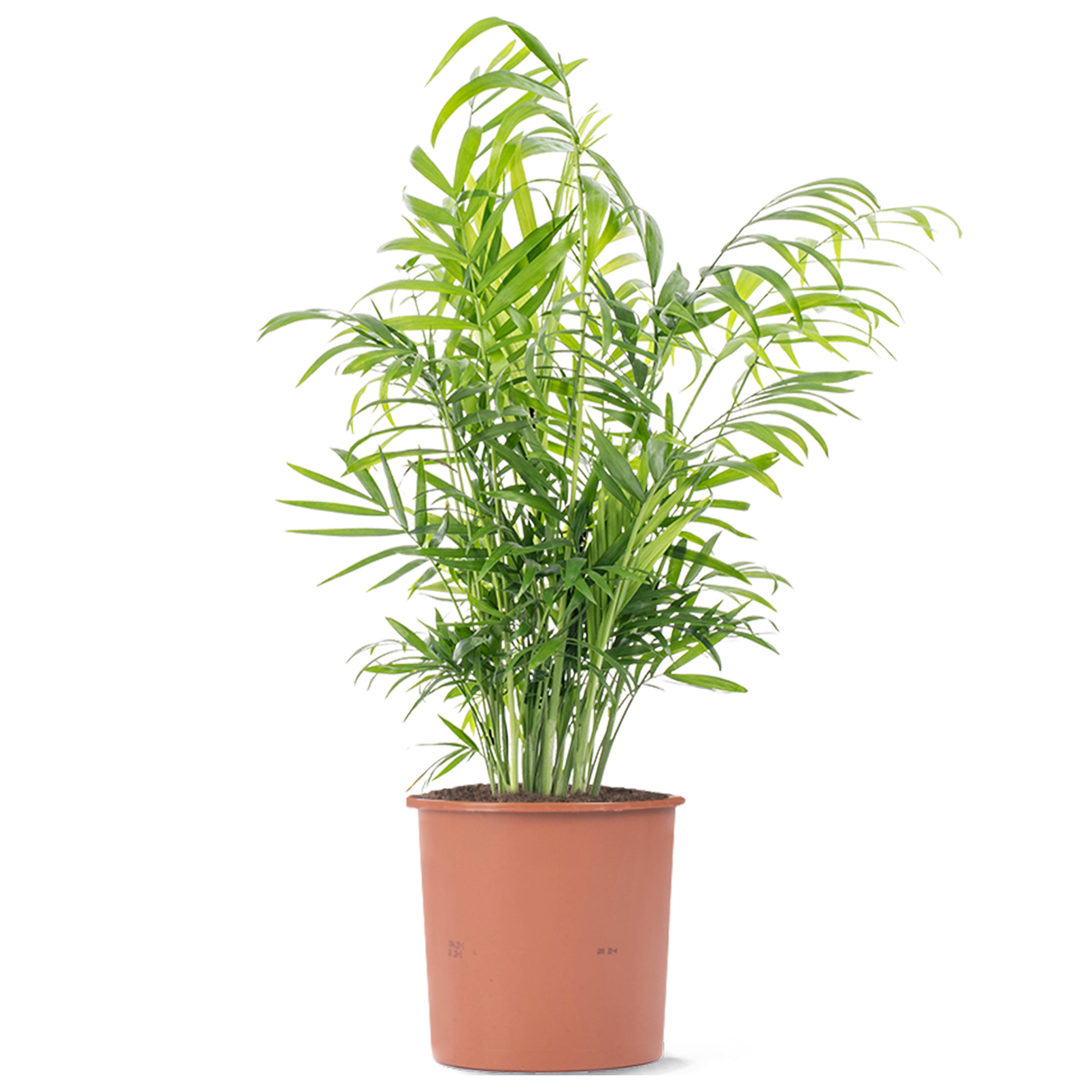 Parlour Palm Large Indoor House Plant Real Evergreen Tall Big Exotic Rare Plants
