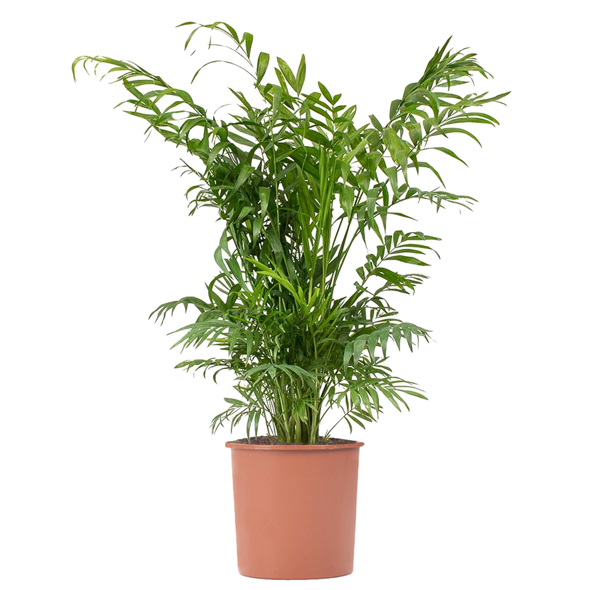 Parlour Palm Large Indoor House Plant Real Evergreen Tall Big Exotic Rare Plants - Picture 25 of 46