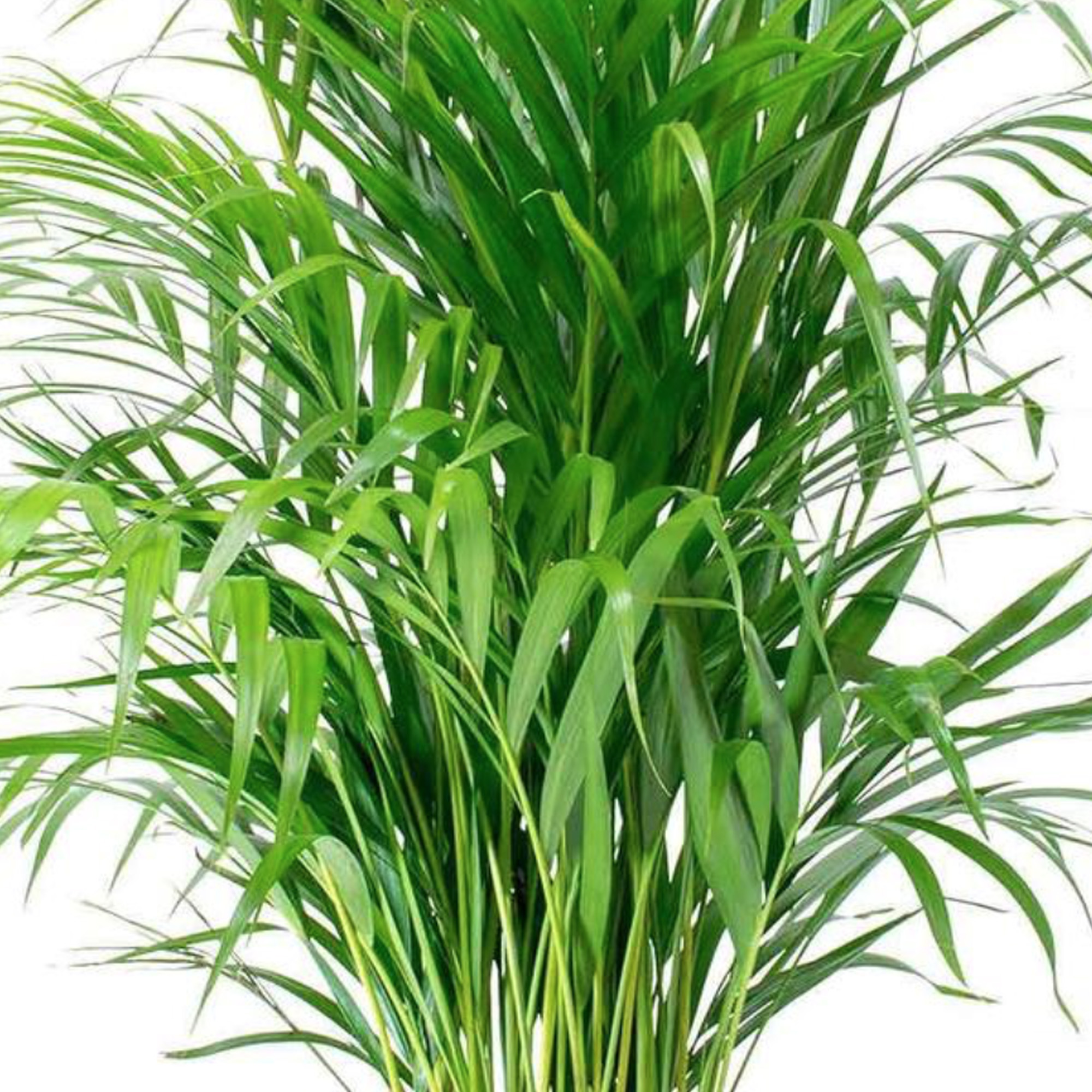 Parlour Palm Large Indoor House Plant Real Evergreen Tall Big Exotic Rare Plants - Picture 26 of 46