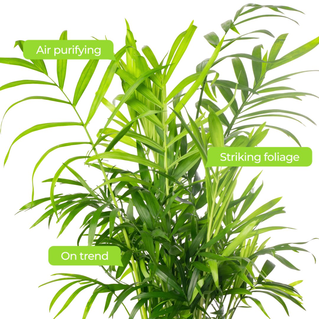 Parlour Palm Large Indoor House Plant Real Evergreen Tall Big Exotic Rare Plants - Picture 10 of 46