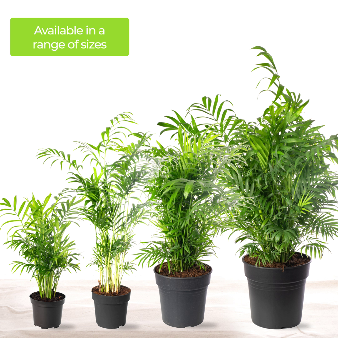 Parlour Palm Large Indoor House Plant Real Evergreen Tall Big Exotic Rare Plants - Picture 12 of 46