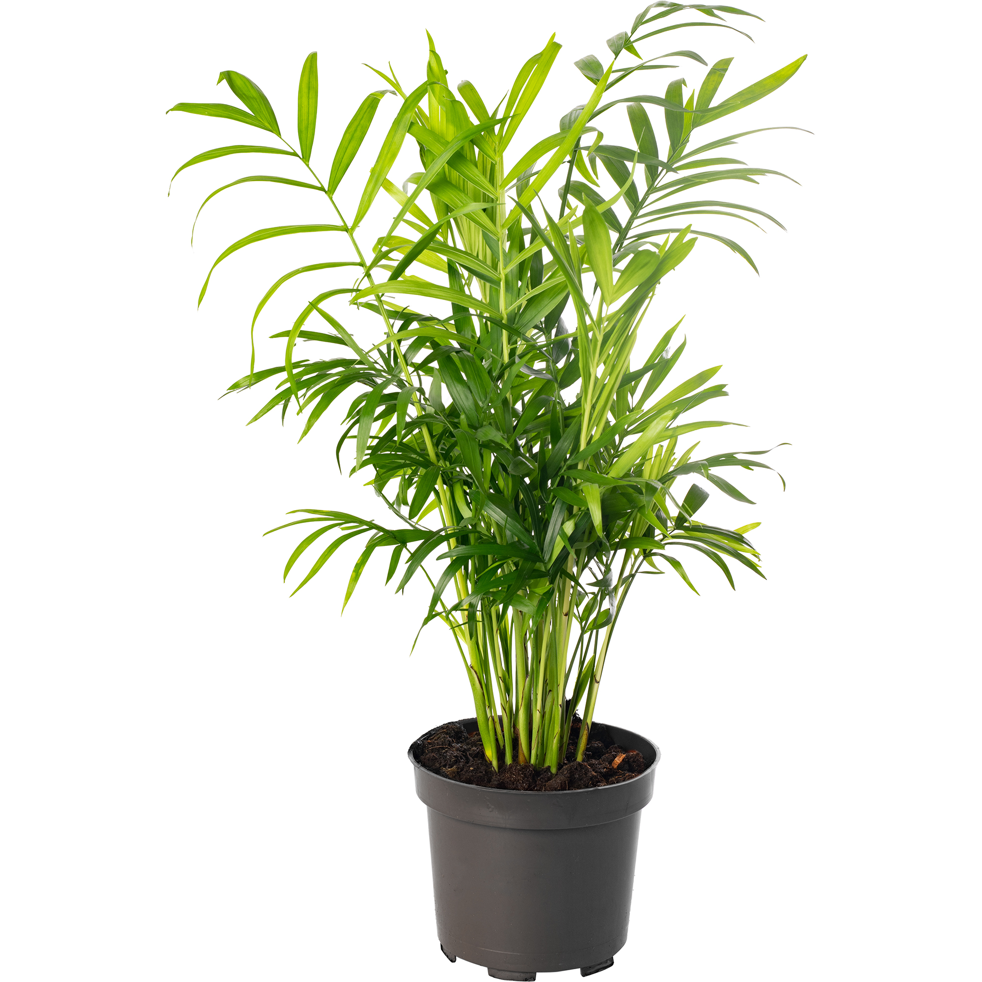 Parlour Palm Large Indoor House Plant Real Evergreen Tall Big Exotic Rare Plants