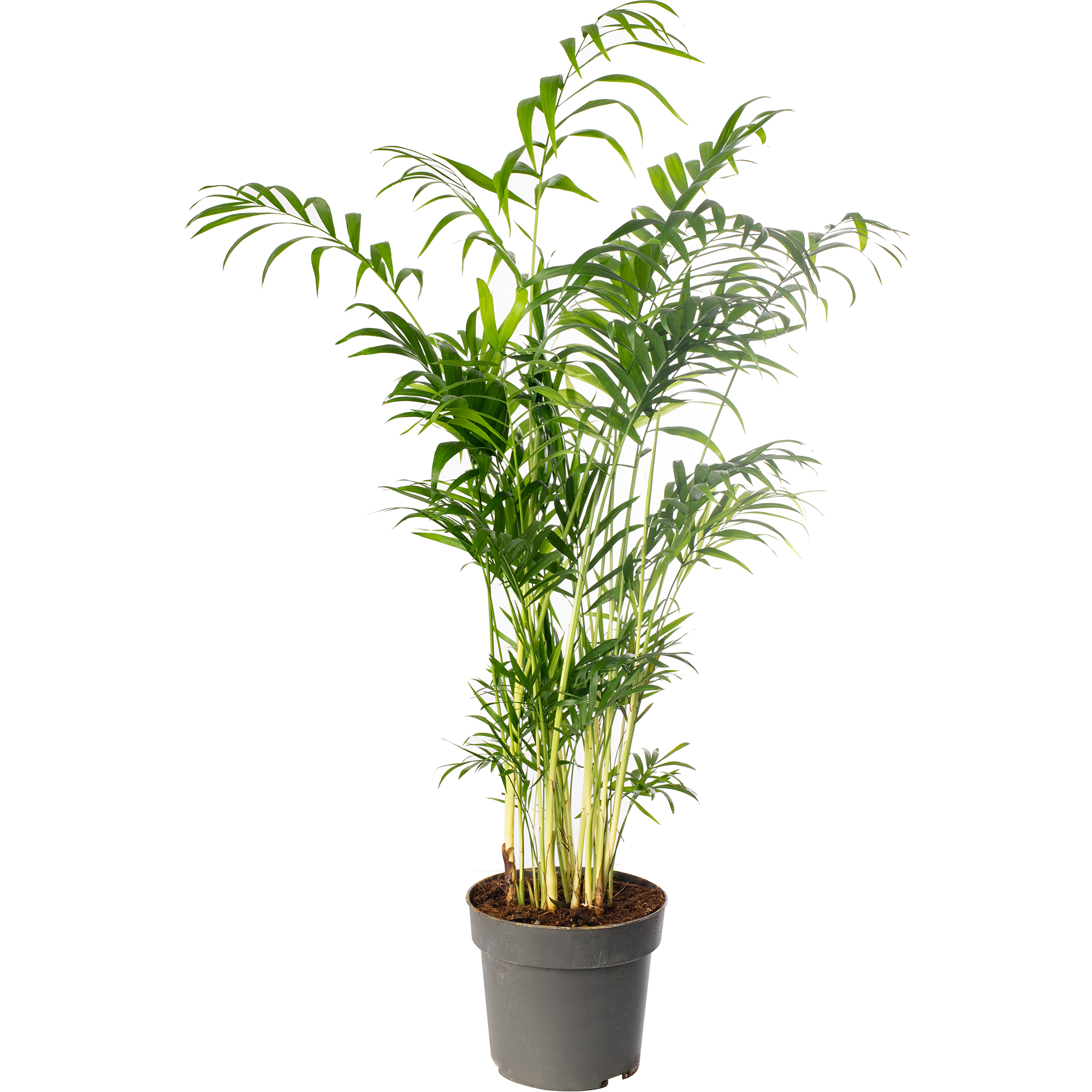 Parlour Palm Large Indoor House Plant Real Evergreen Tall Big Exotic Rare Plants - Picture 18 of 46