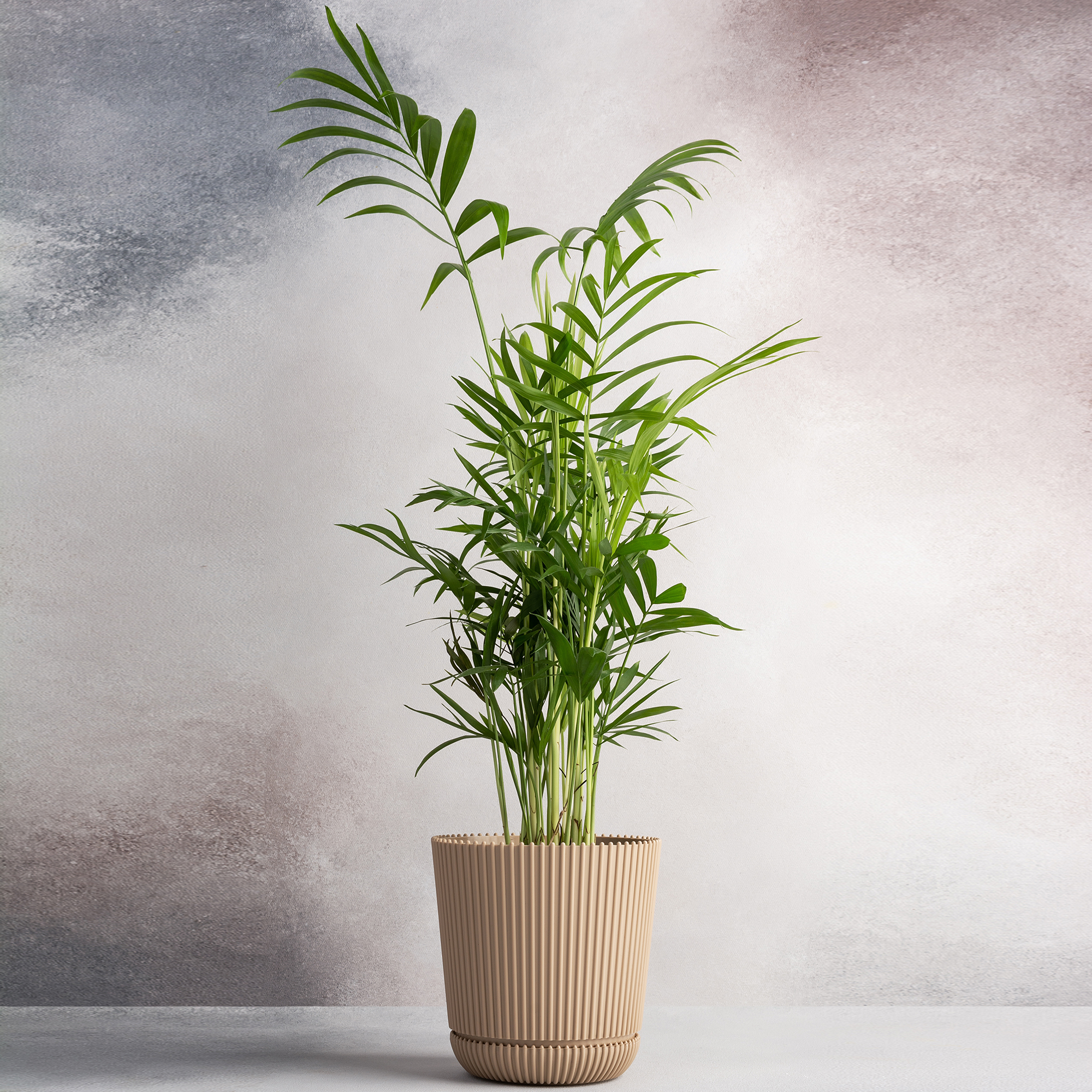 Parlour Palm Large Indoor House Plant Real Evergreen Tall Big Exotic Rare Plants - Picture 37 of 46