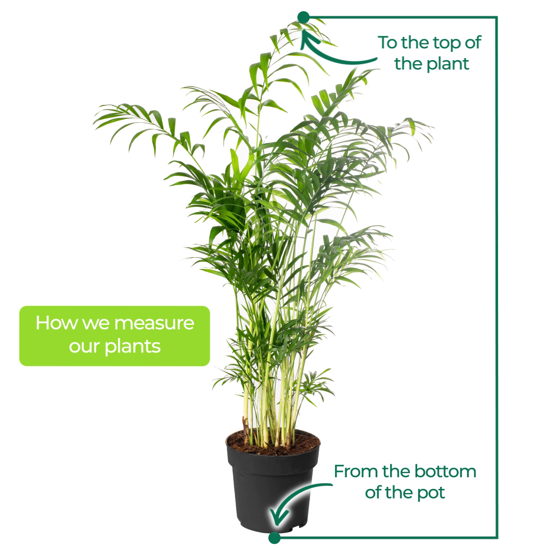 Parlour Palm Large Indoor House Plant Real Evergreen Tall Big Exotic Rare Plants - Picture 40 of 46