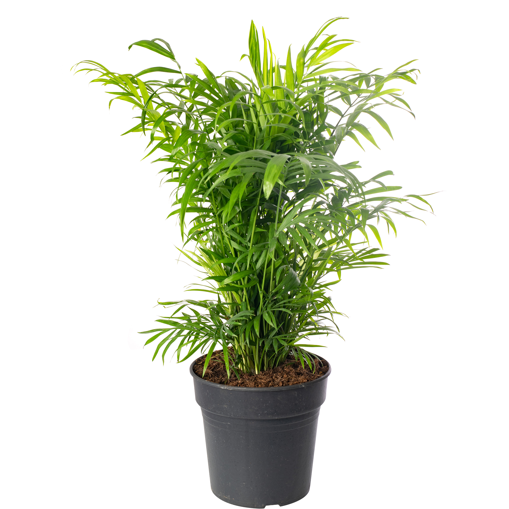 Parlour Palm Large Indoor House Plant Real Evergreen Tall Big Exotic Rare Plants - Picture 36 of 46