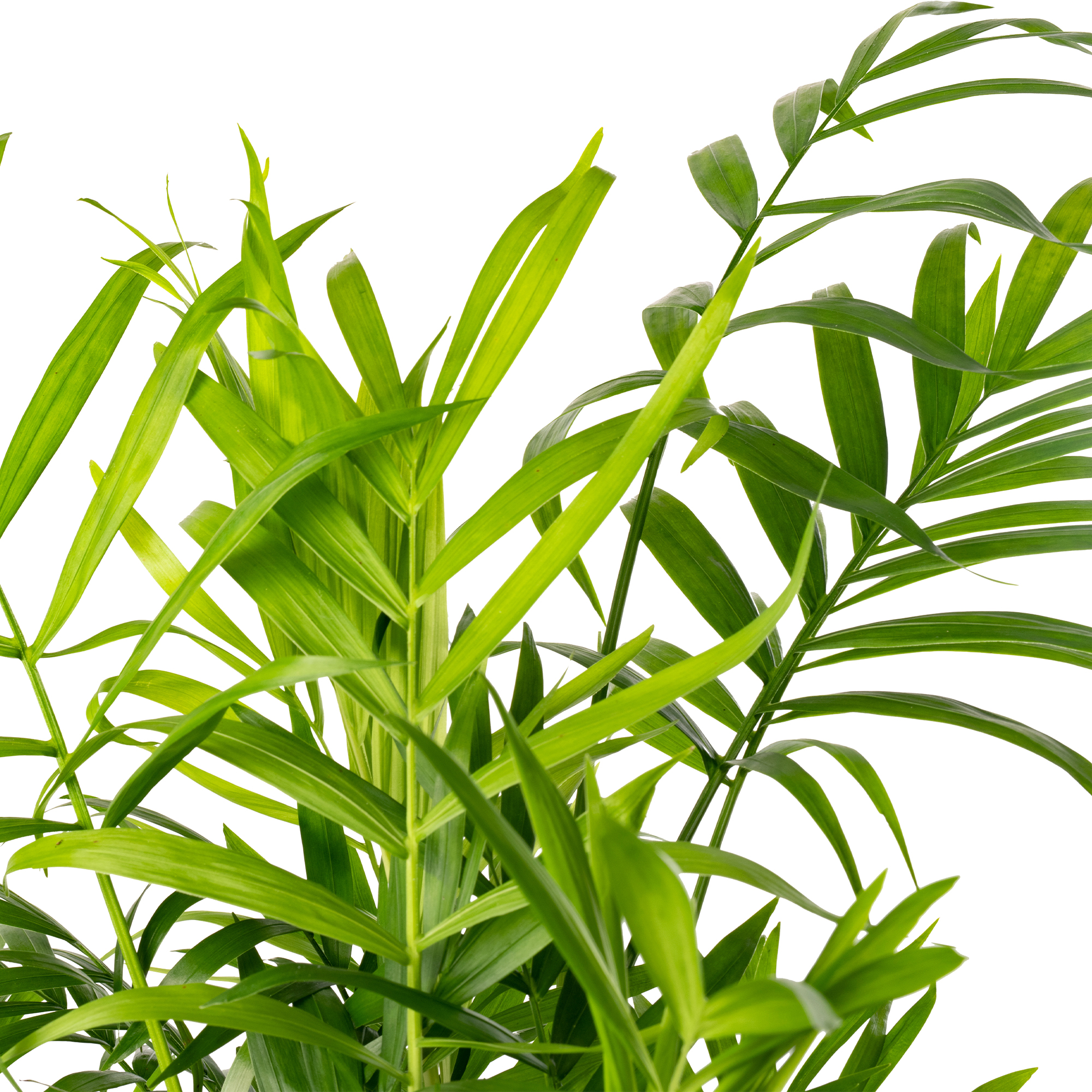 Parlour Palm Large Indoor House Plant Real Evergreen Tall Big Exotic Rare Plants - Picture 31 of 46