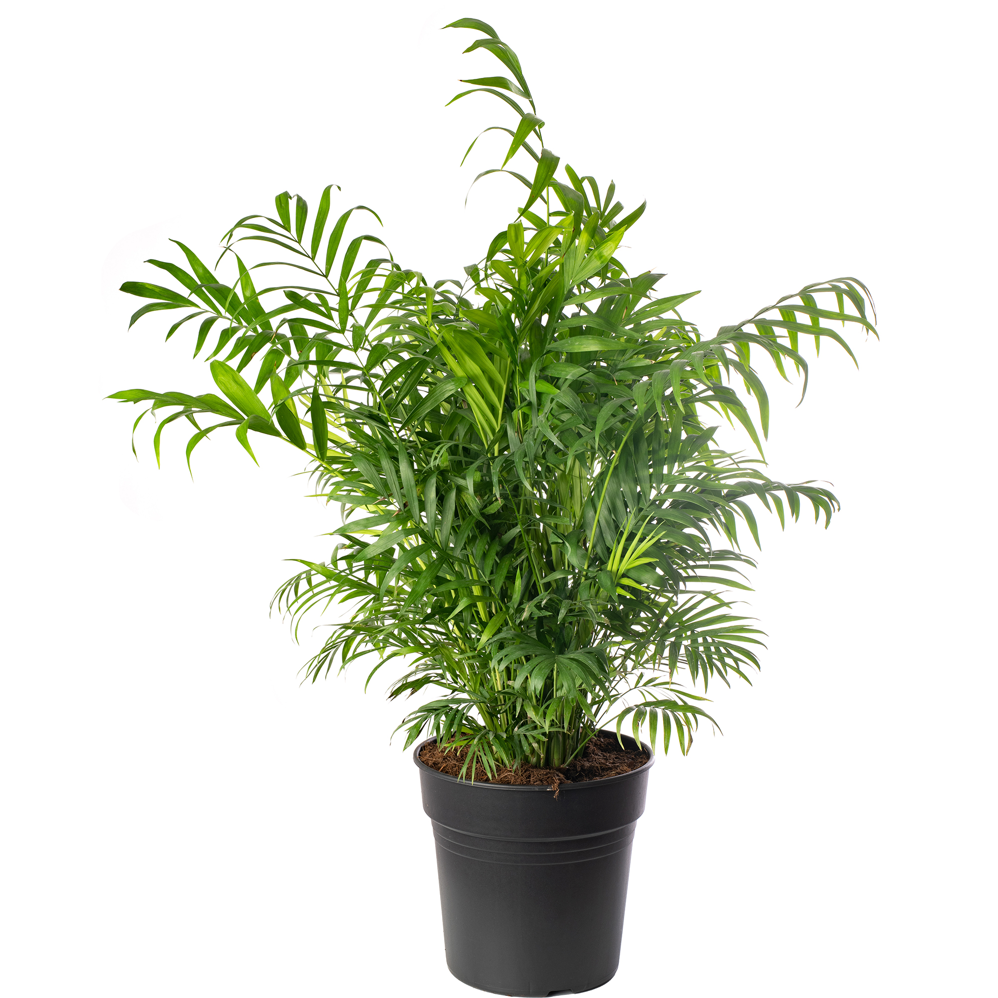 Parlour Palm Large Indoor House Plant Real Evergreen Tall Big Exotic Rare Plants
