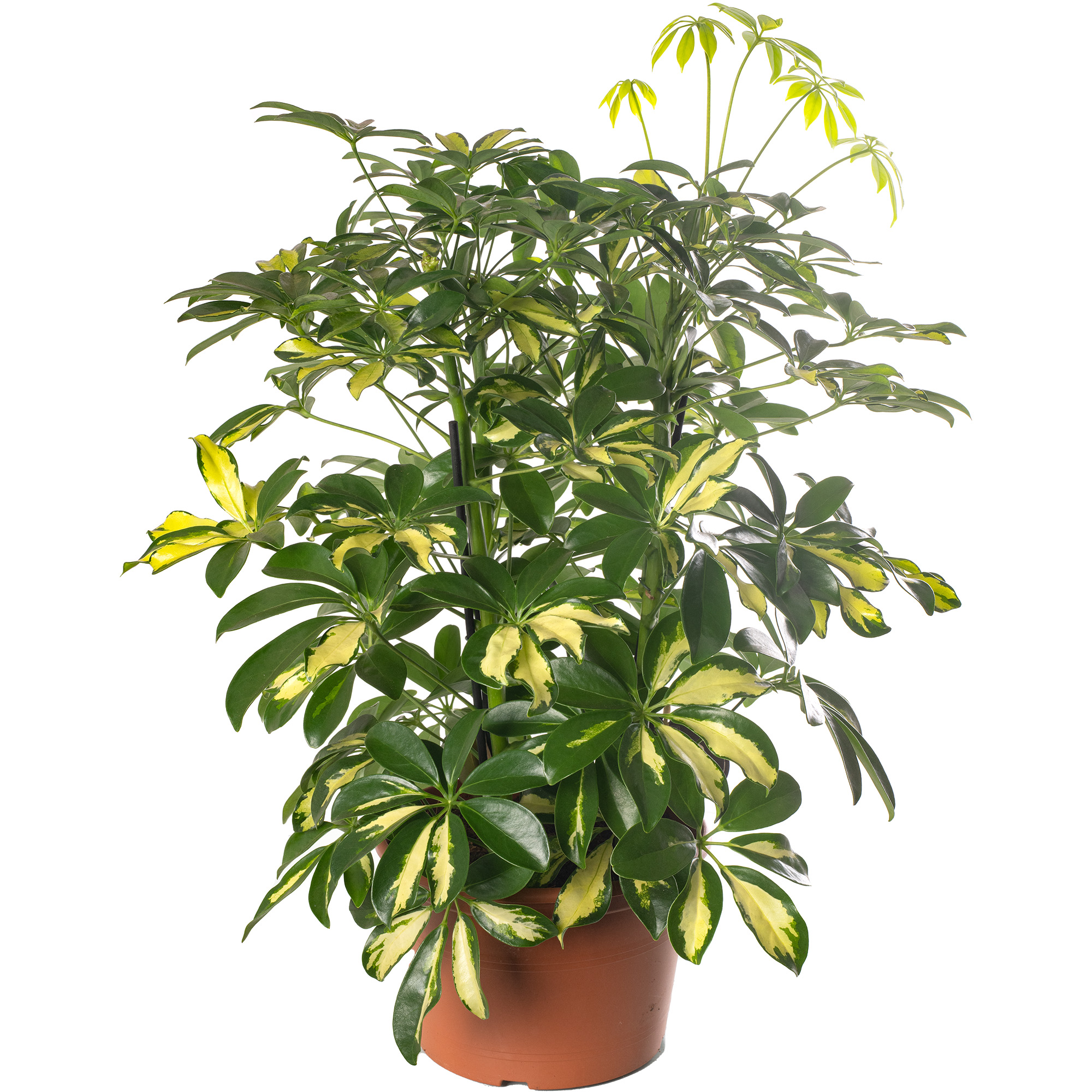 Schefflera Gold Capella Large Indoor House Plant Real Evergreen Tall Rare Plants