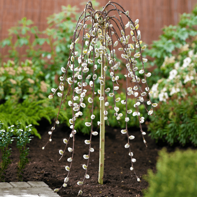 Salix Caprea Pendula 'Kilmarnock' Tree | Weeping Willow Trees for Small Gardens - Picture 21 of 25