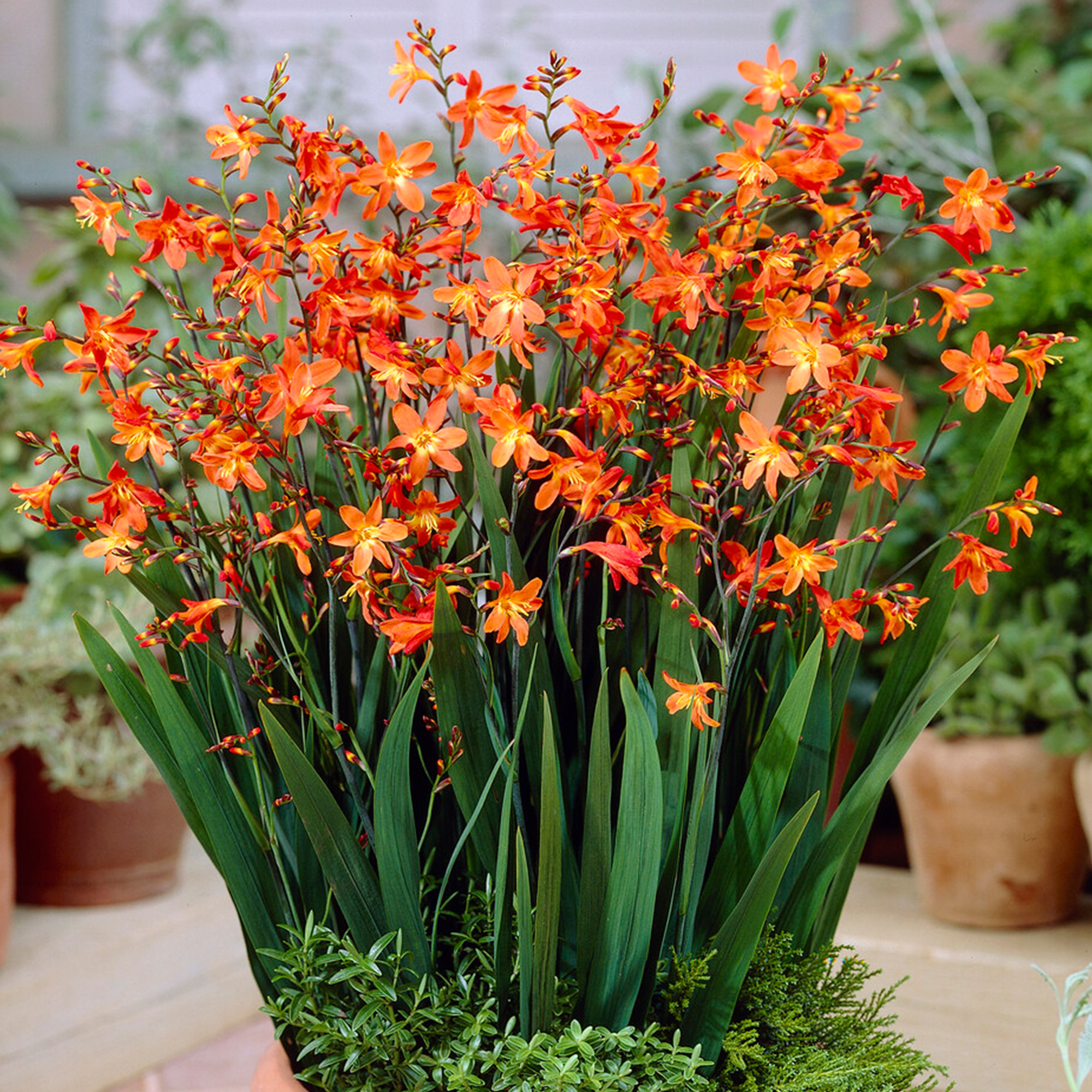 Crocosmia Carmine Brilliant Outdoor Plant Herbaceous Montbretia Garden Perennial - Picture 13 of 18