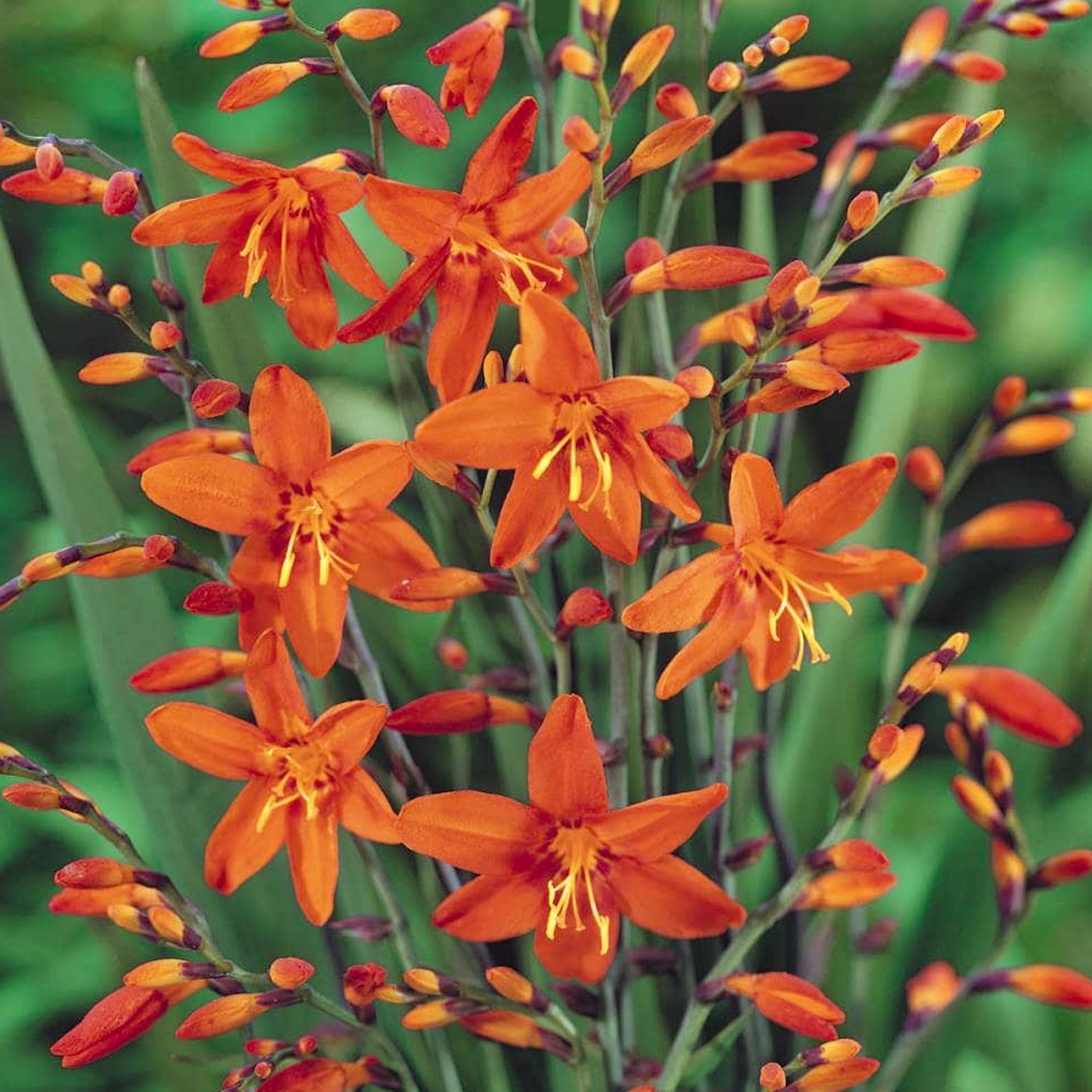 Crocosmia Carmine Brilliant Outdoor Plant Herbaceous Montbretia Garden Perennial - Picture 15 of 18