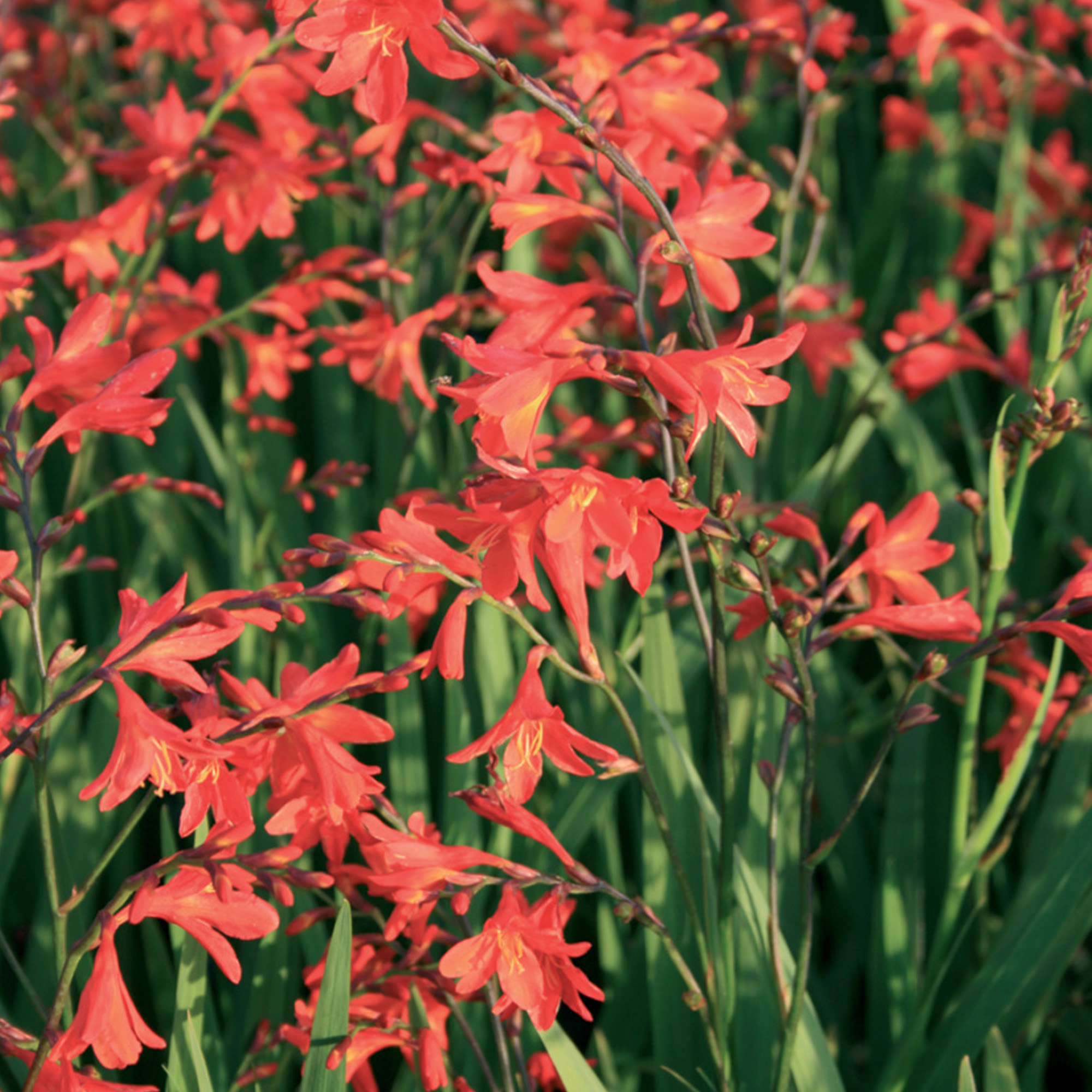 Crocosmia Carmine Brilliant Outdoor Plant Herbaceous Montbretia Garden Perennial - Picture 16 of 18