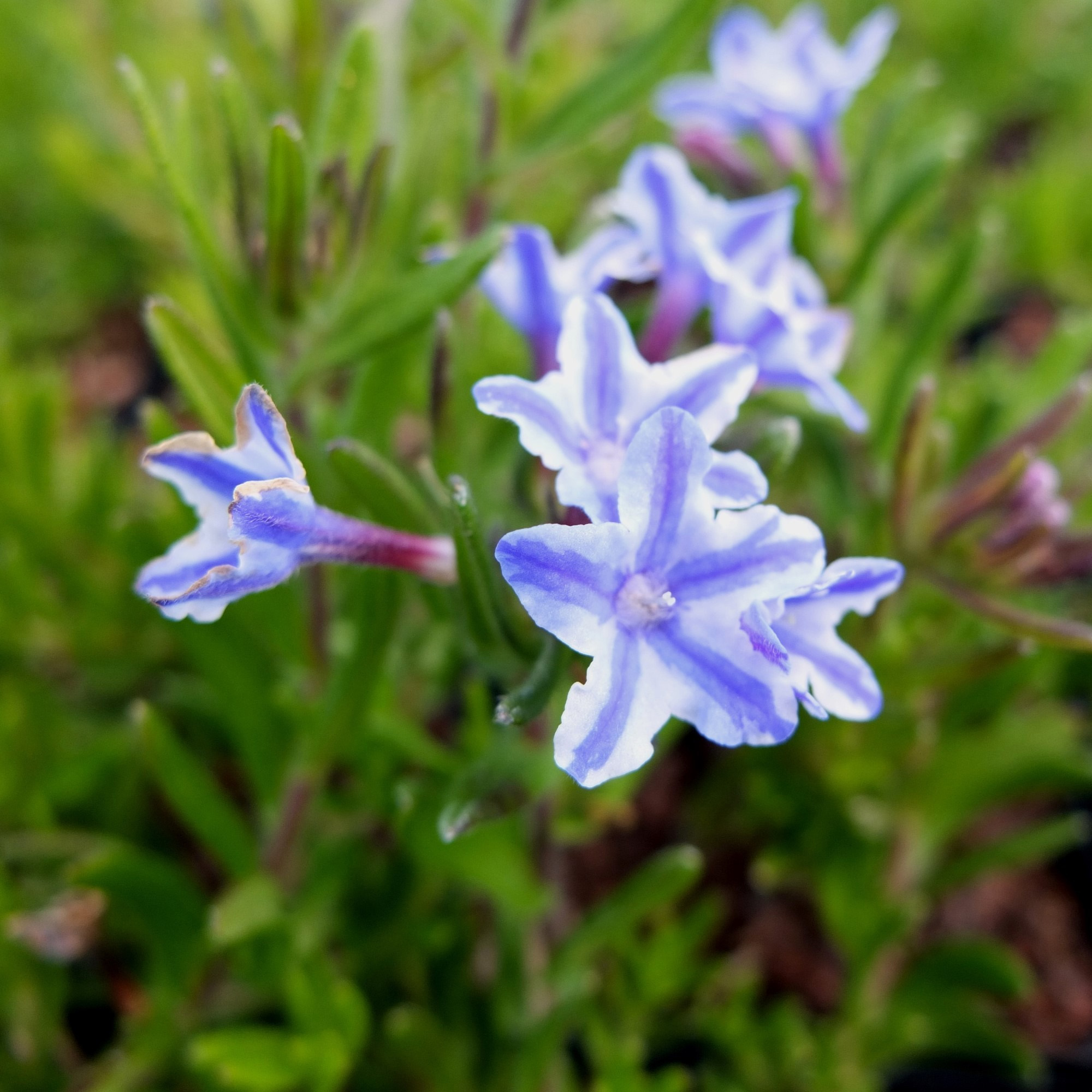 Lithodora 'Blue Star' | Evergreen Perennial Outdoor Garden Plants in Plant Pot - Picture 13 of 15