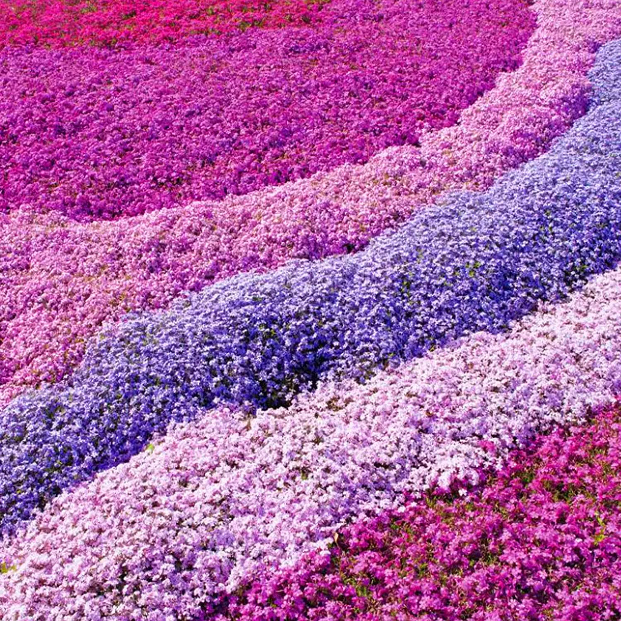 Phlox Plants Hardy Perennial Flowering Garden Plants Attracts Pollinators - Picture 44 of 50