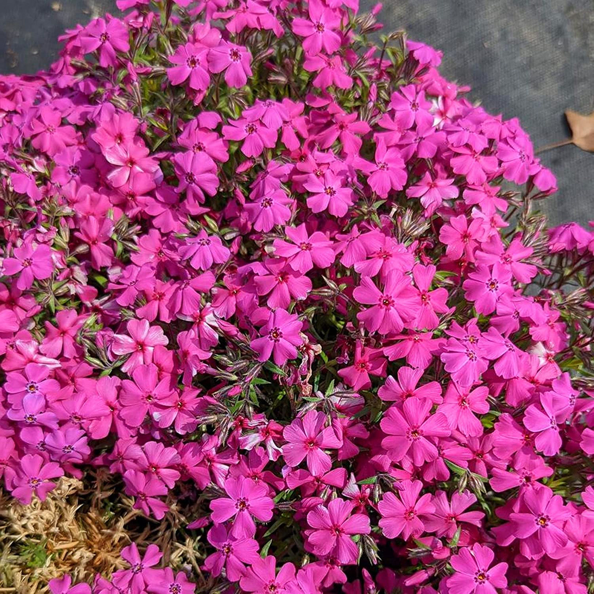 Phlox Plants Hardy Perennial Flowering Garden Plants Attracts Pollinators - Picture 45 of 50