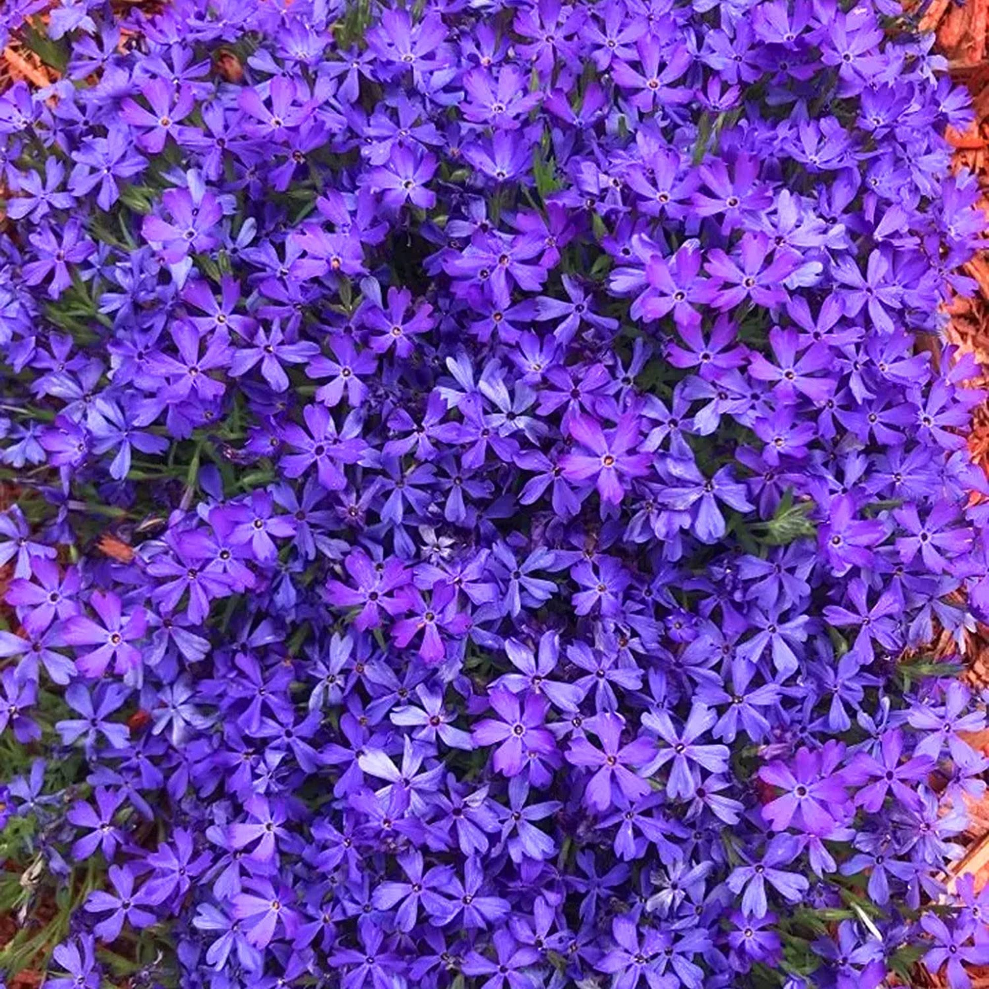 Phlox Plants Hardy Perennial Flowering Garden Plants Attracts Pollinators - Picture 46 of 50