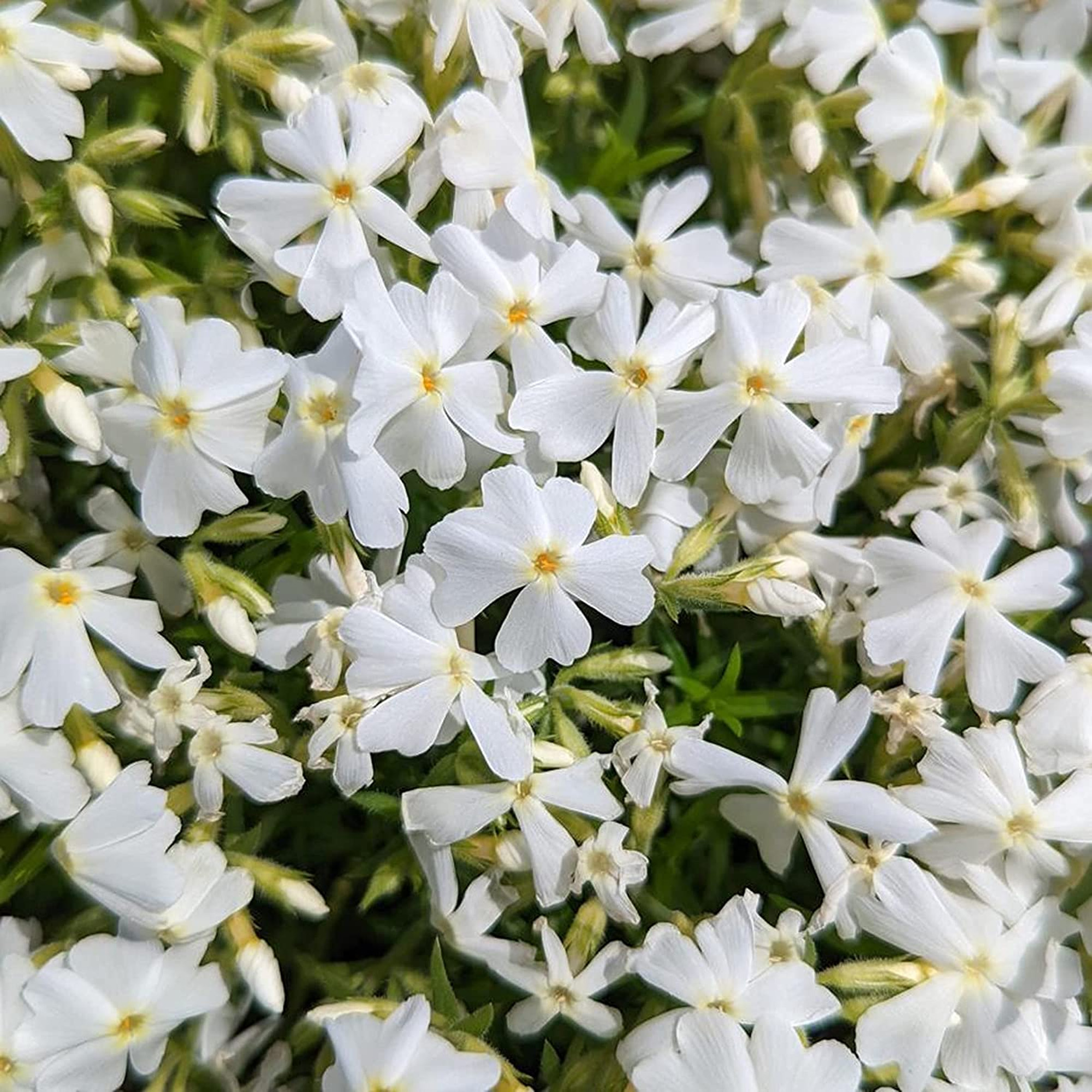 Phlox Plants Hardy Perennial Flowering Garden Plants Attracts Pollinators - Picture 47 of 50