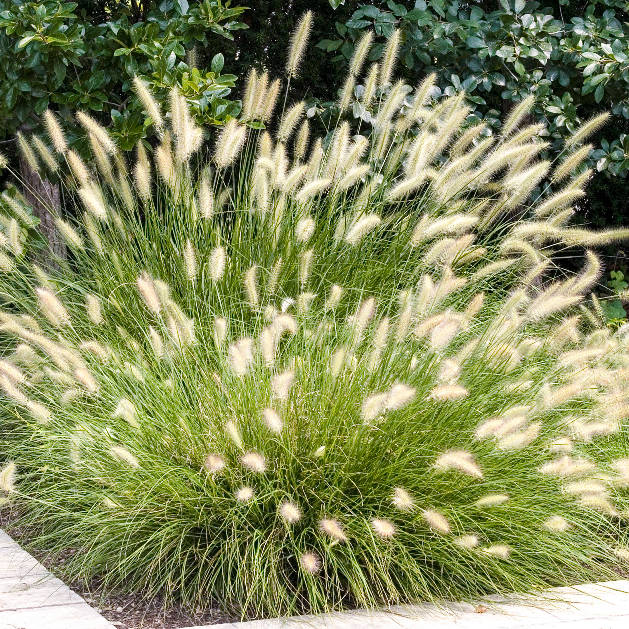 Pennisetum Hameln Chinese Fountain Grass Outdoor Plant Garden Perennial in Pot