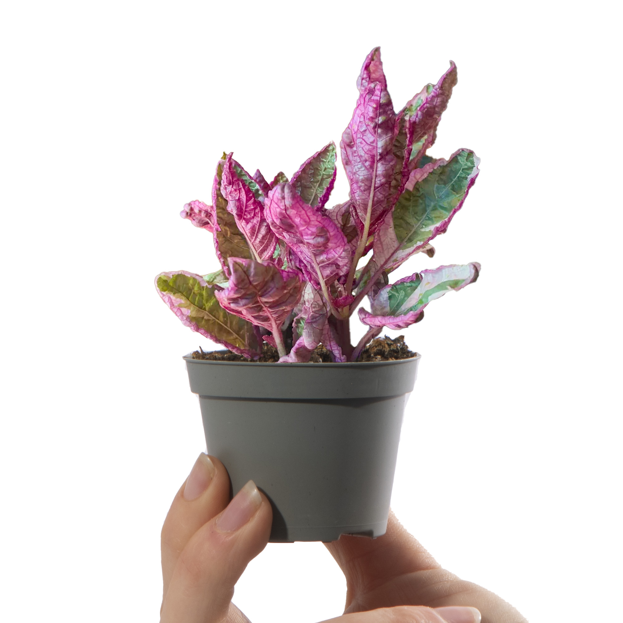 Baby Purple Waffle Plant Hemigraphis Snow White Indoor House Plant in 6cm Pot