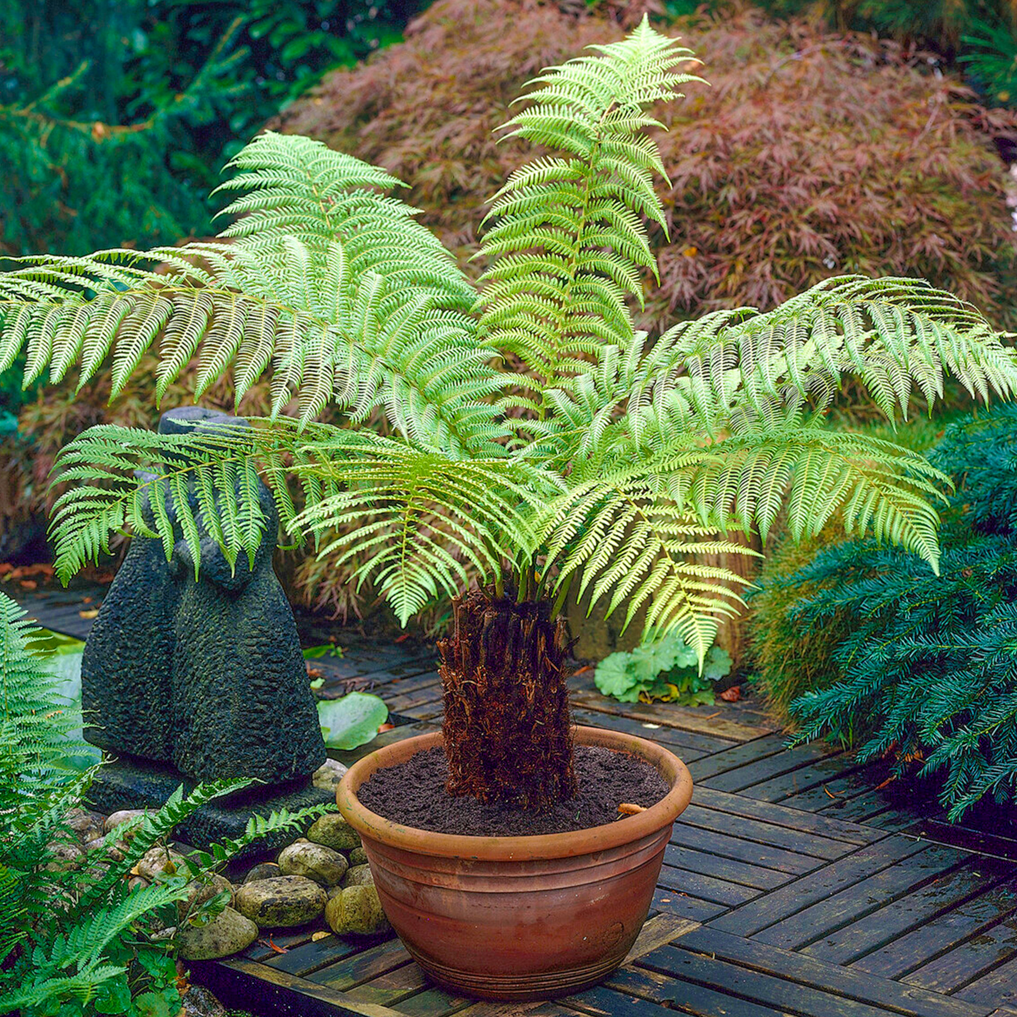 Dicksonia Antarctica Soft Tree Fern Lush Plants Outdoor Garden Ready Hardy Trees - Picture 8 of 56