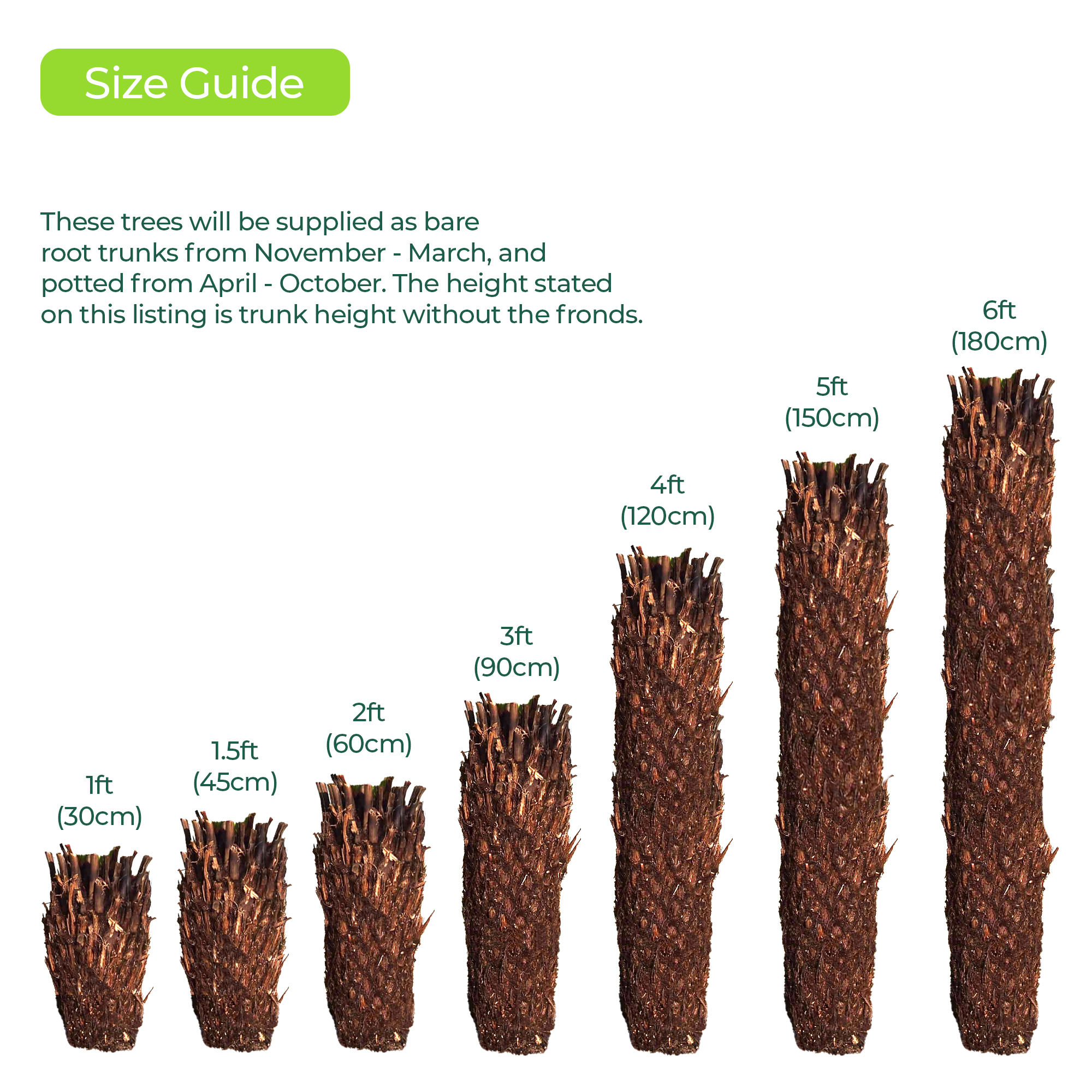 Dicksonia Antarctica Soft Tree Fern Lush Plants Outdoor Garden Ready Hardy Trees - Picture 9 of 56
