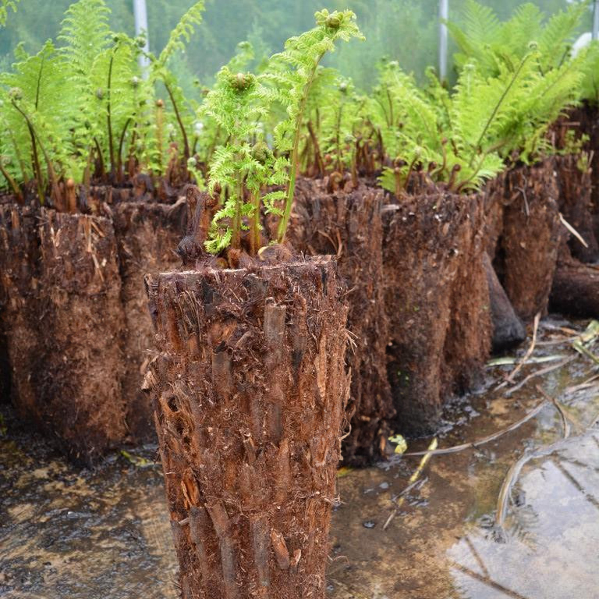 Dicksonia Antarctica Soft Tree Fern Lush Plants Outdoor Garden Ready Hardy Trees - Picture 10 of 56