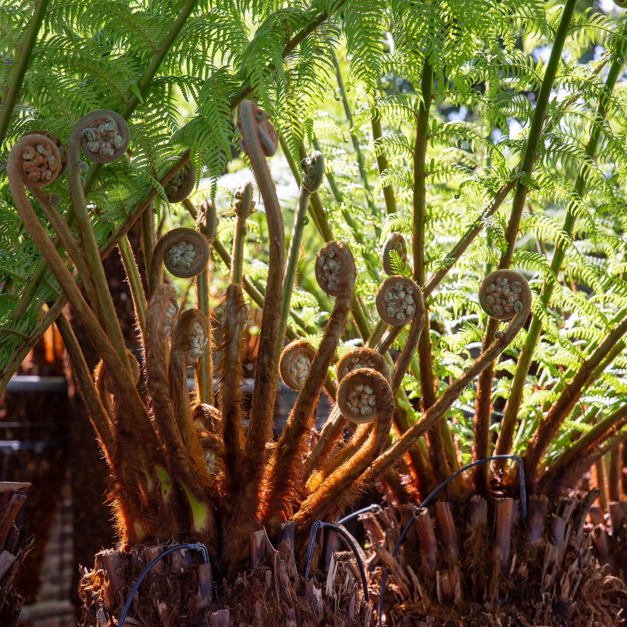 Dicksonia Antarctica Soft Tree Fern Lush Plants Outdoor Garden Ready Hardy Trees - Picture 11 of 56