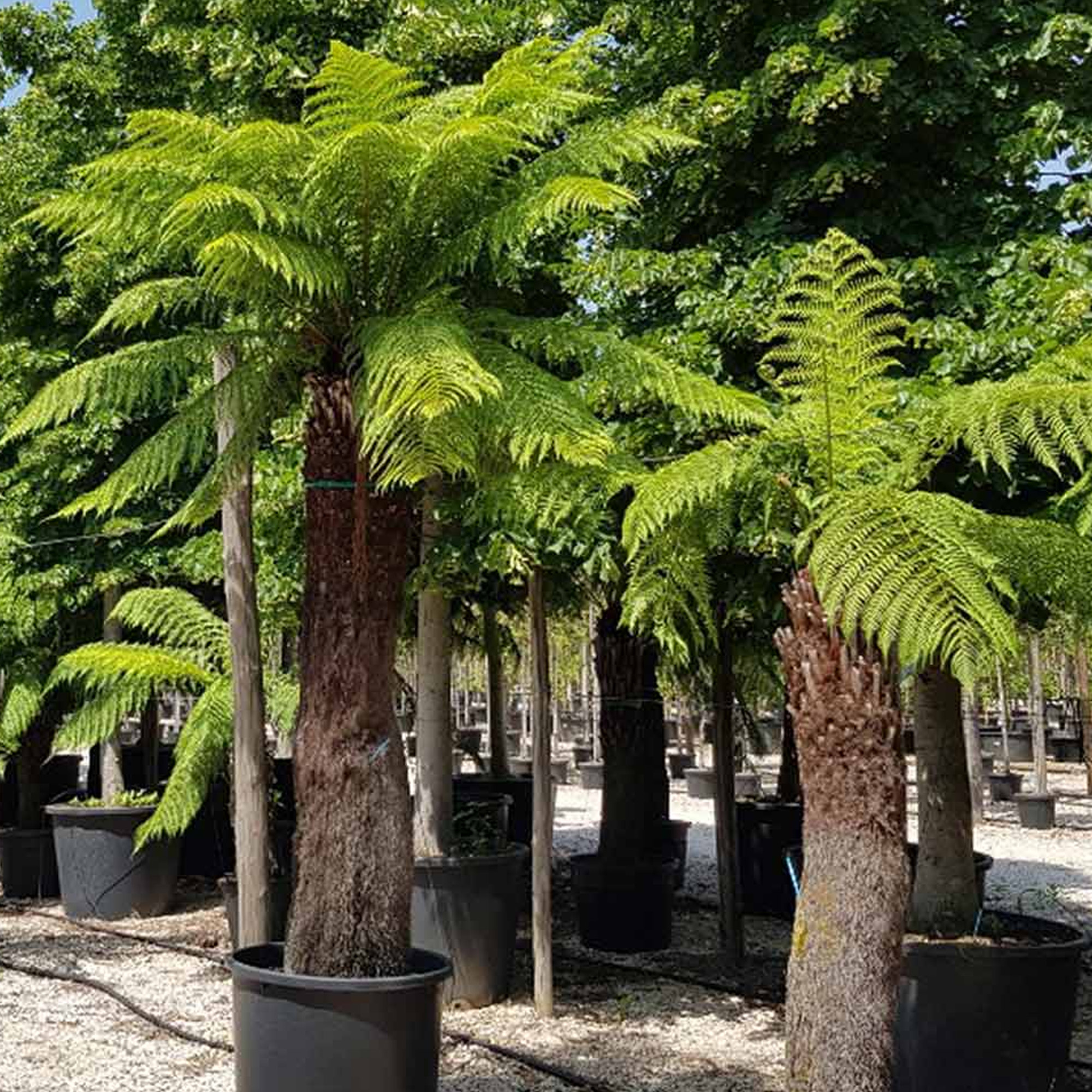 Dicksonia Antarctica Soft Tree Fern Lush Plants Outdoor Garden Ready Hardy Trees - Picture 12 of 56