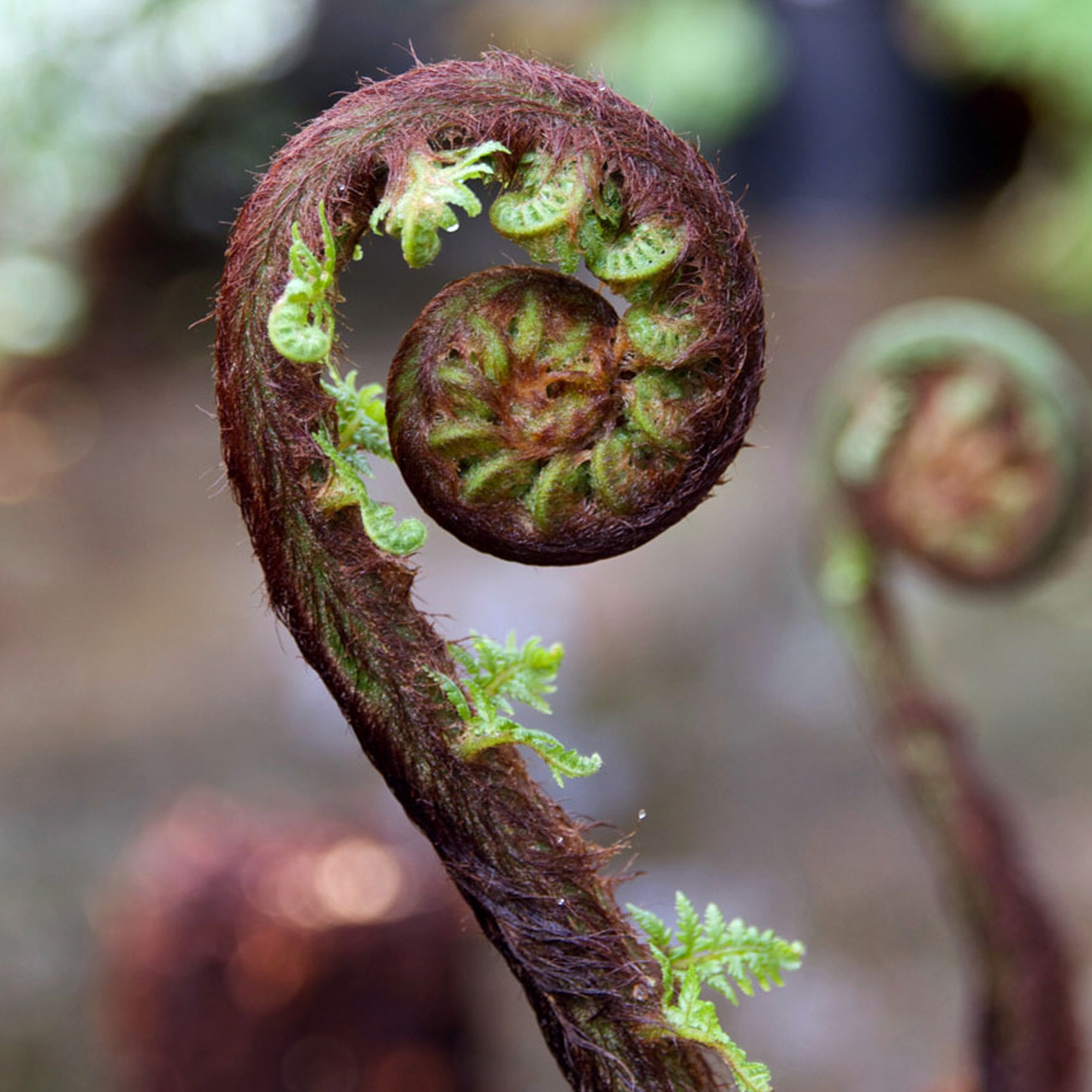 Dicksonia Antarctica Soft Tree Fern Lush Plants Outdoor Garden Ready Hardy Trees - Picture 13 of 56