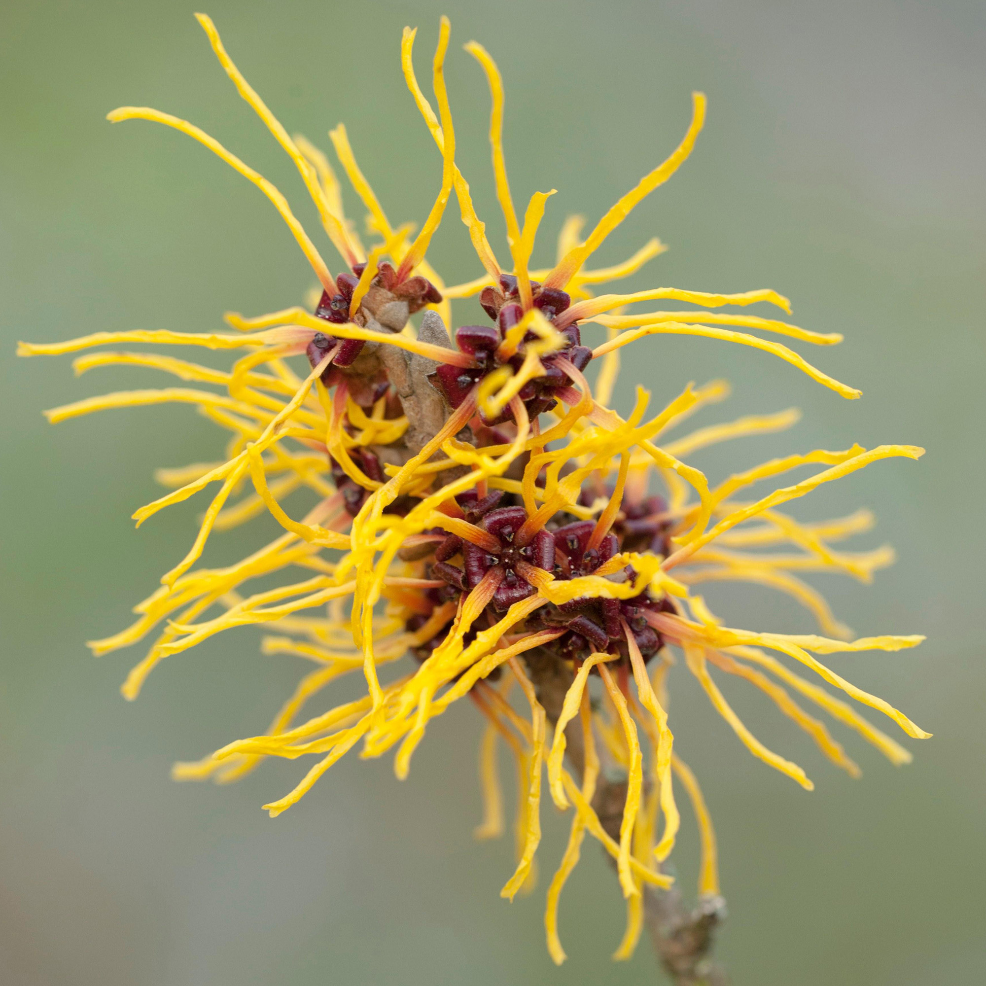 Hamamelis Westerstede Witch Hazel Plant | Outdoor Plants All Year Round