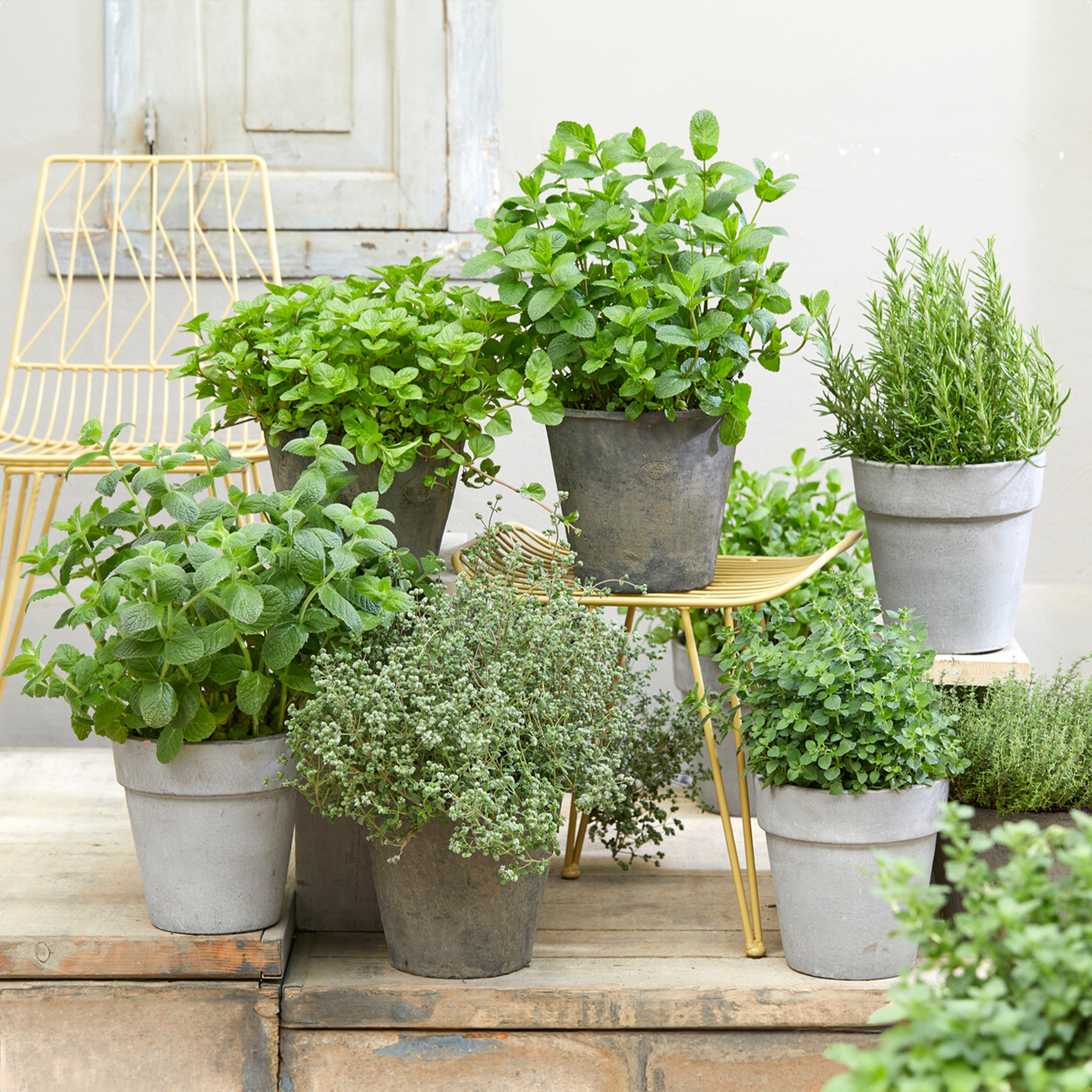 Herb Mix Pack of 3 Potted Mixed Herbs Plants for Kitchen Garden and Culinary Use - Picture 8 of 14