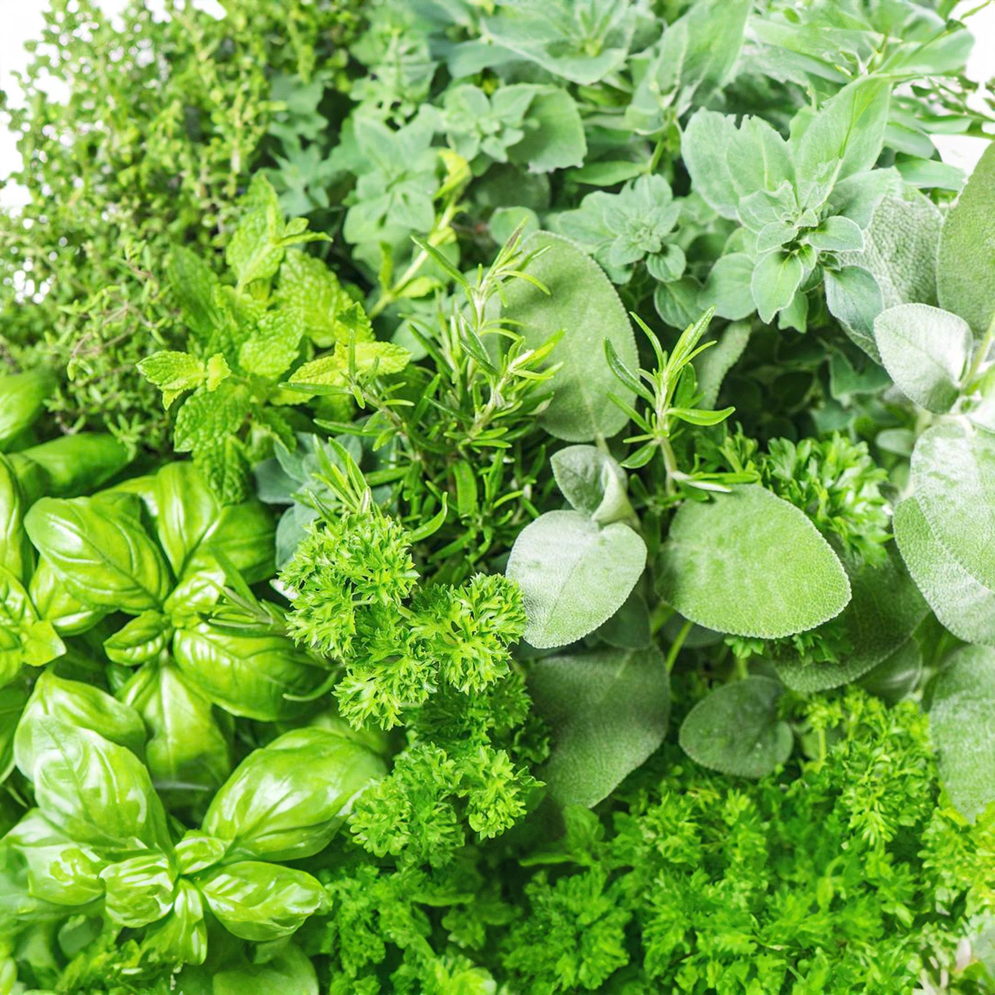 Herb Mix Pack of 3 Potted Mixed Herbs Plants for Kitchen Garden and Culinary Use - Picture 9 of 14