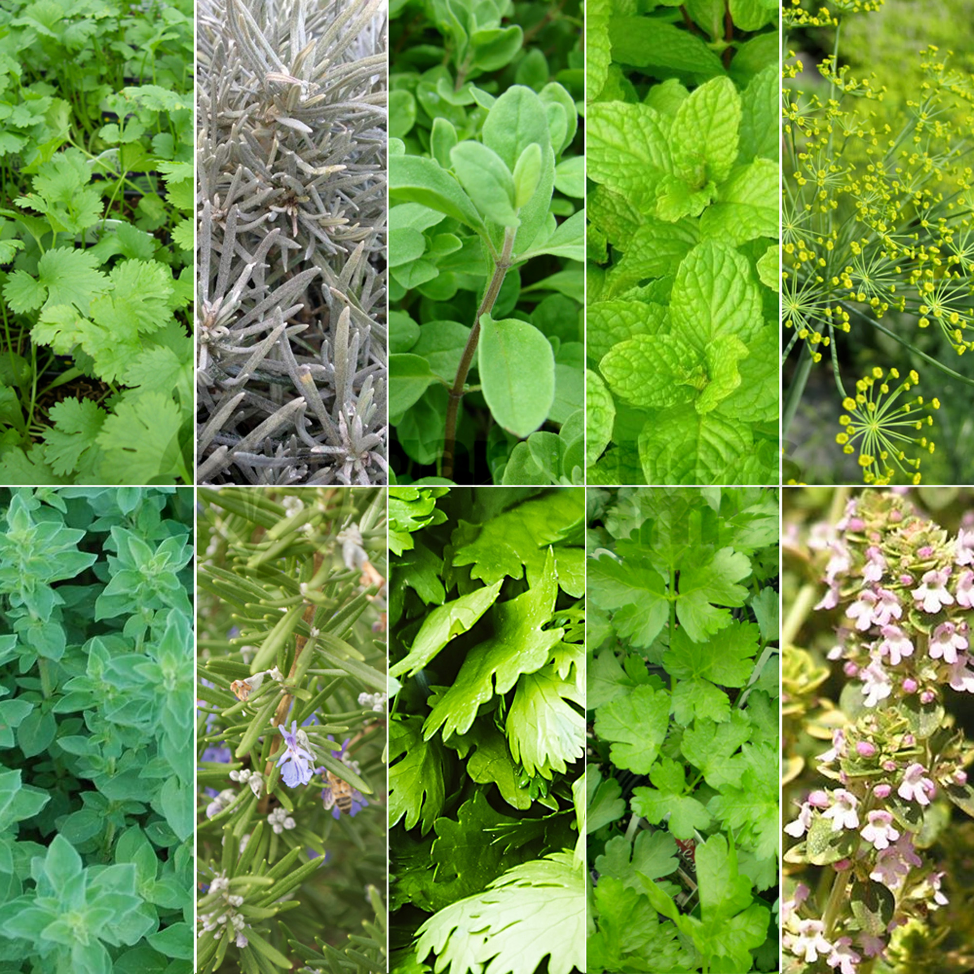 Herb Mix Pack of 3 Potted Mixed Herbs Plants for Kitchen Garden and Culinary Use - Picture 10 of 14