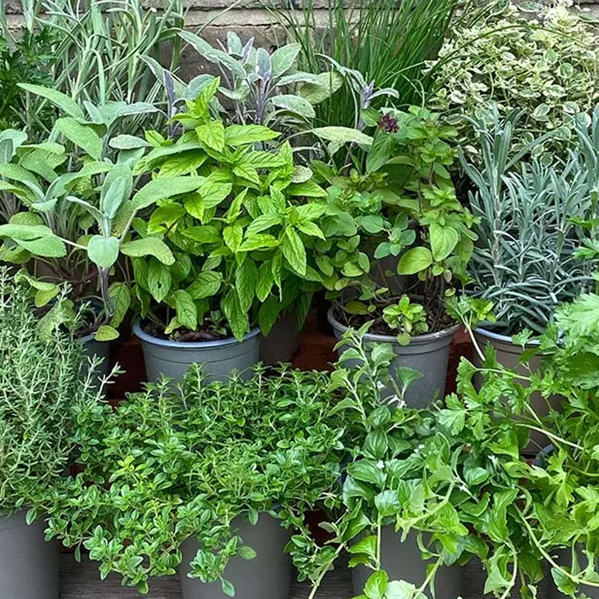Herb Mix Pack of 3 Potted Mixed Herbs Plants for Kitchen Garden and Culinary Use - Picture 11 of 14