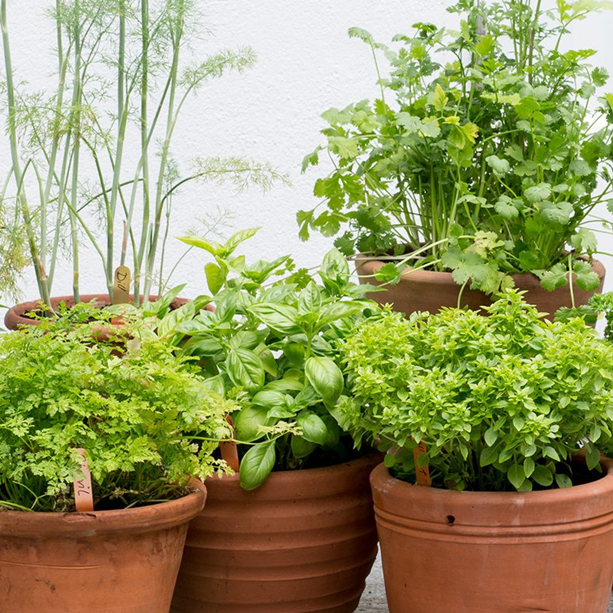 Herb Mix Pack of 3 Potted Mixed Herbs Plants for Kitchen Garden and Culinary Use - Picture 12 of 14
