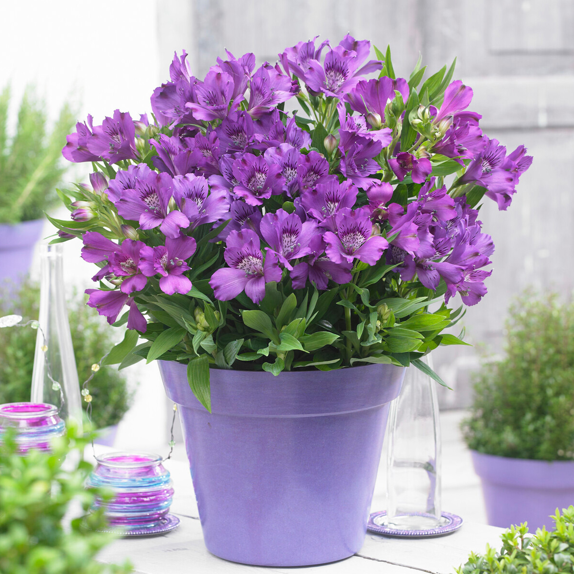Alstroemeria Indigo Peruvian Lily Perennial Plants Outdoor Garden Plant in Pot
